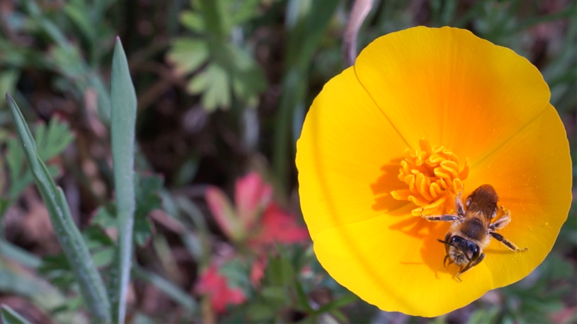 Bee cleaning itself. The procedure is something like this: rub furry body on flowers to collect pollen, clean pollen off of fur with comb-like structures on legs, stick together with sugary bee spit, store in pollen baskets on the back legs to take home.