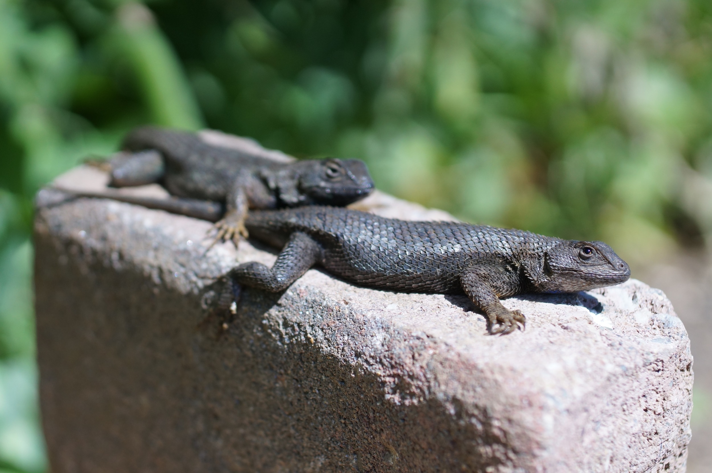 Basking Buddies