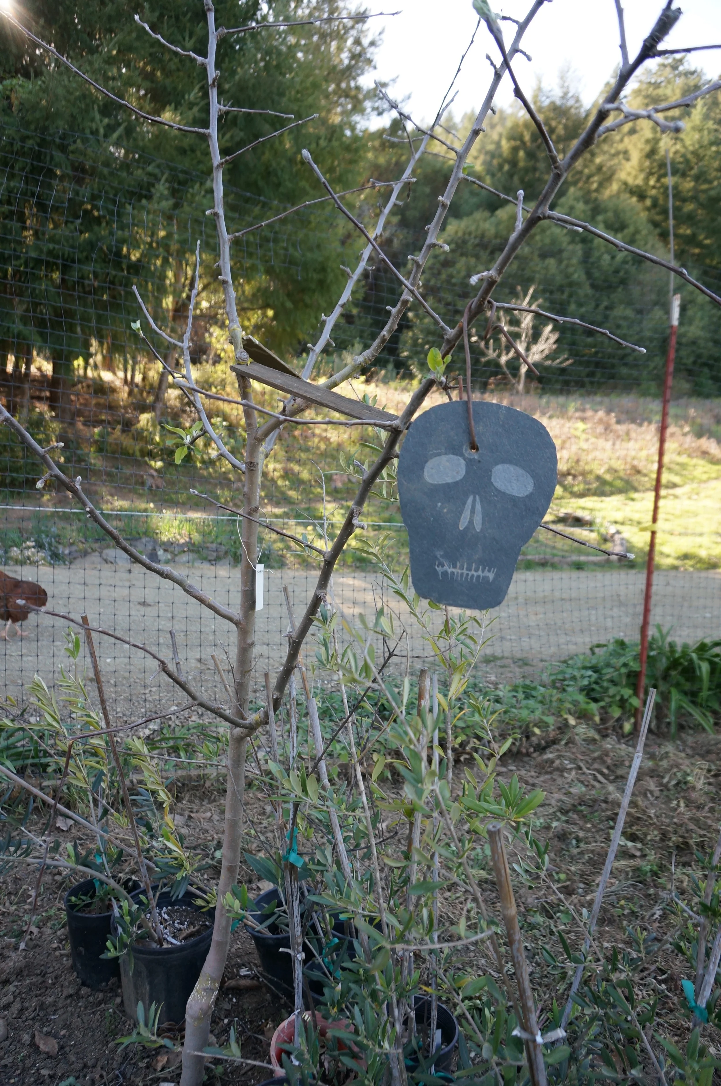 Slate tree weight and spreaders. What can I say, heavy metal homestead! pushing the branches closer to horizontal changes the hormones, causing the tree to produce more fruit.