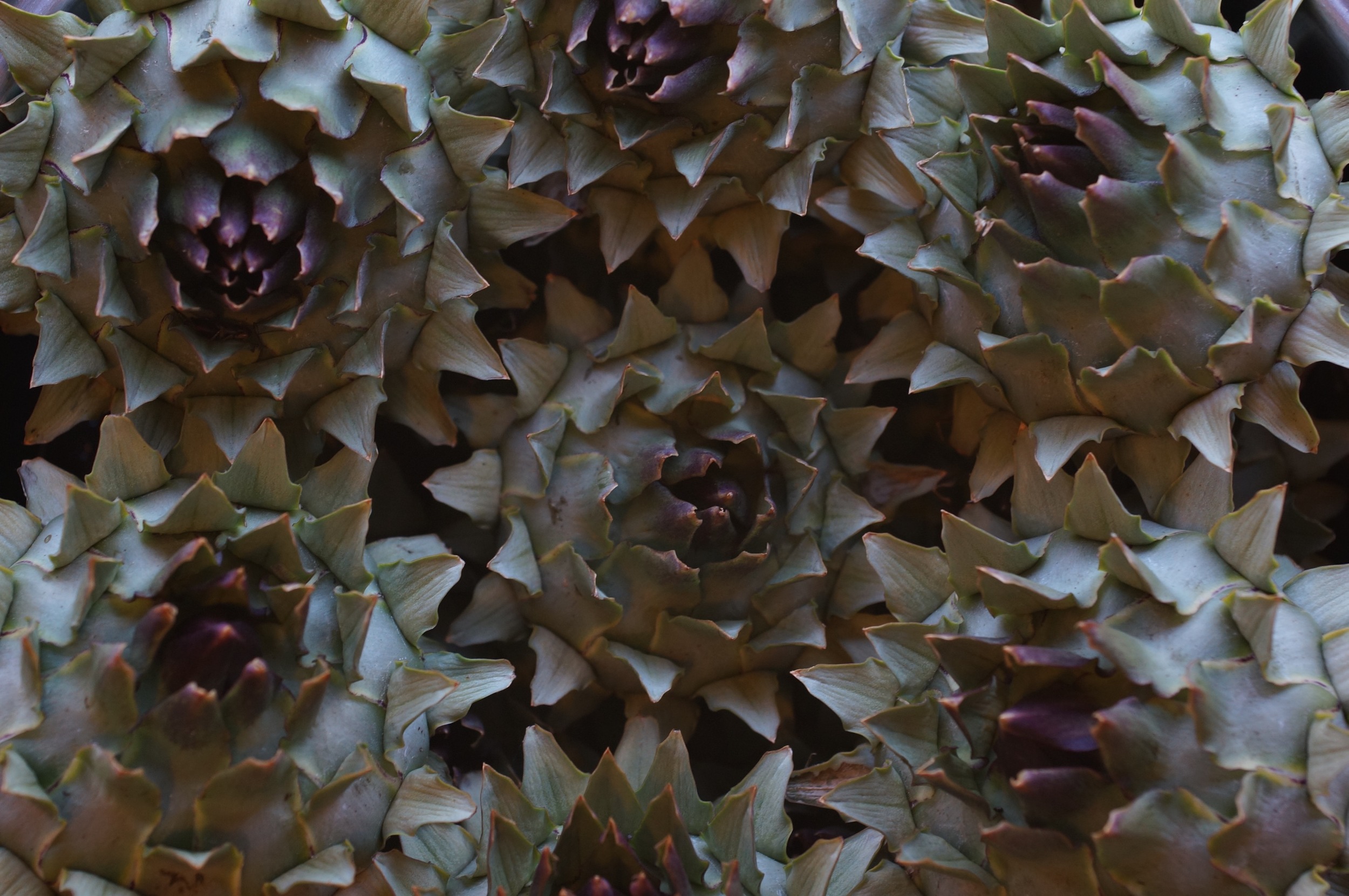 A primitive form of artichoke. The scales are nothing to write home about, but the hearts are large and tasty. And they look cool, though they are spiny little suckers.