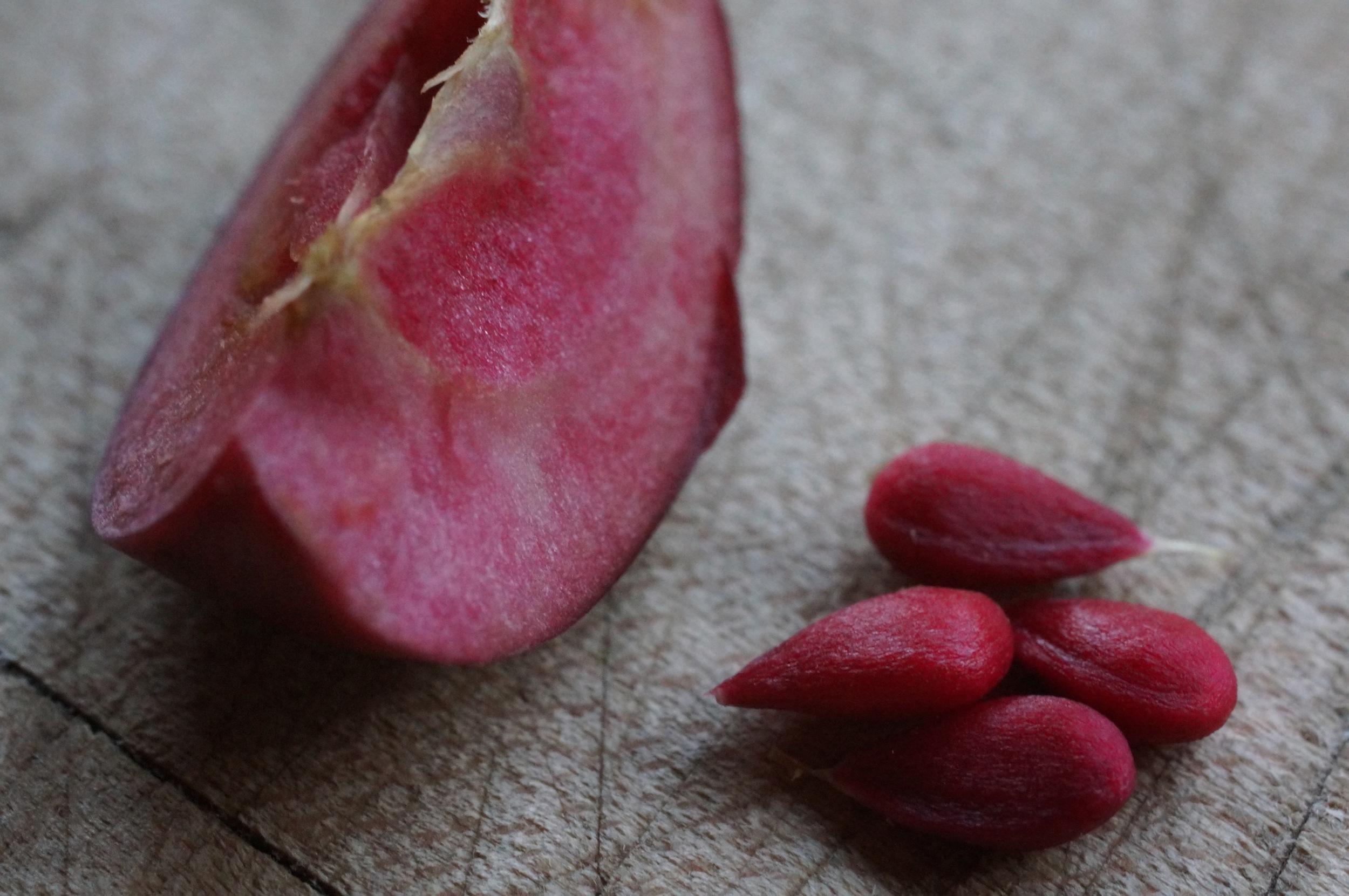 Maypole, red apple and red immature seeds