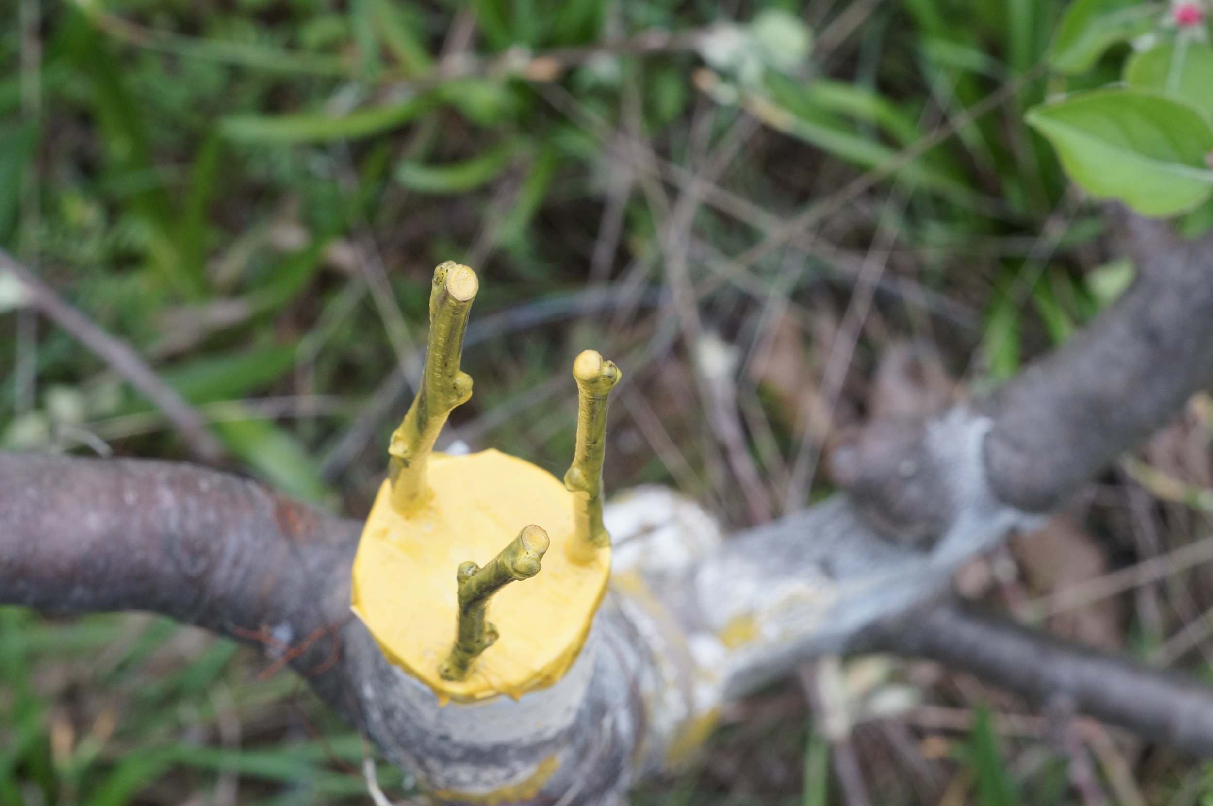 Apple tree re-grafted after a bear attack. This is a rind graft, where the scions are inserted into the space between the bark and wood. See the year in video for some quick footage on how it's done.