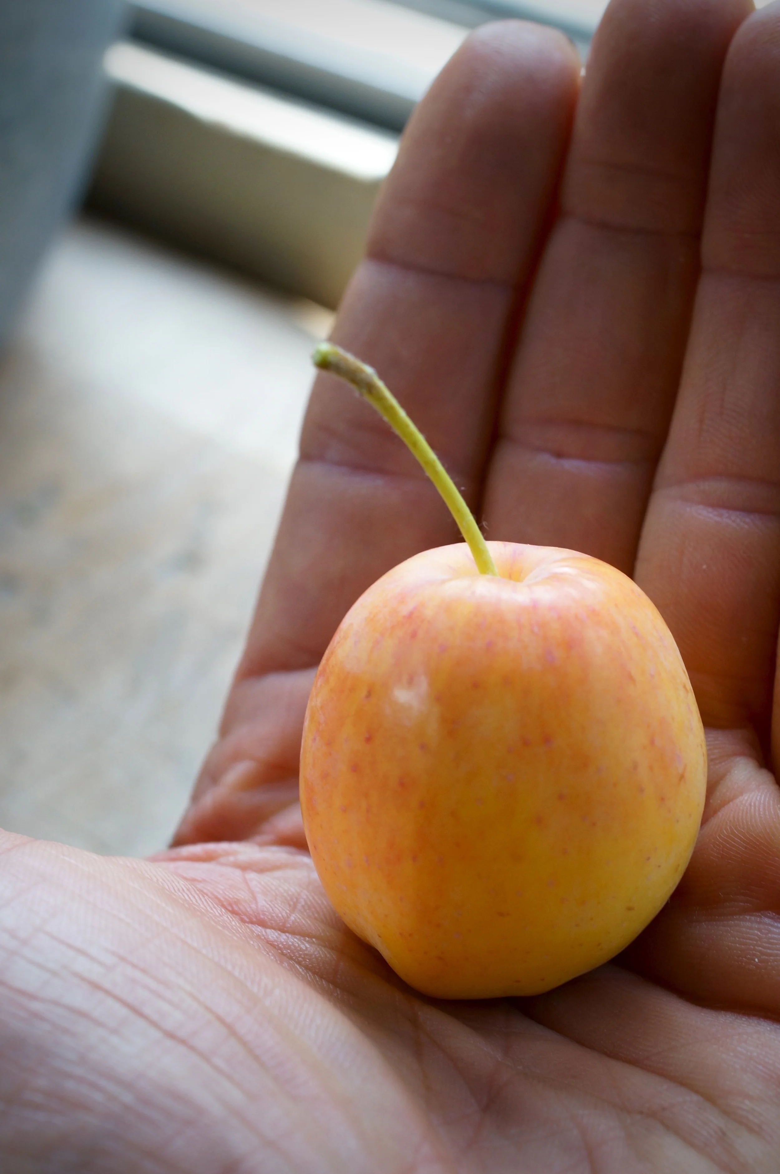 Centennial crab apple. Sweet and delicious in July! Adding it to my breeding stock and thinking of grafting a whole tree.