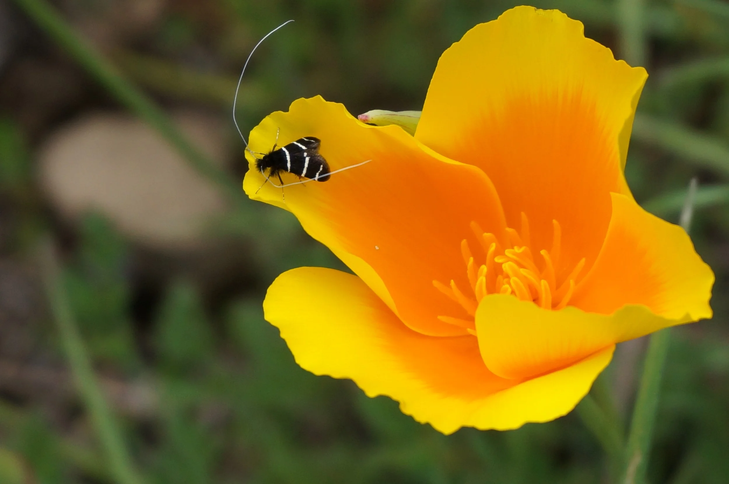 This species of bug hangs out on california Poppies in the spring. I'm pretty sure the black and white bands mean DO NOT F*** WITH ME! The antennae wave wildly in the slightest breeze. I had some amazing macro video footage of these, but it was all lost.
