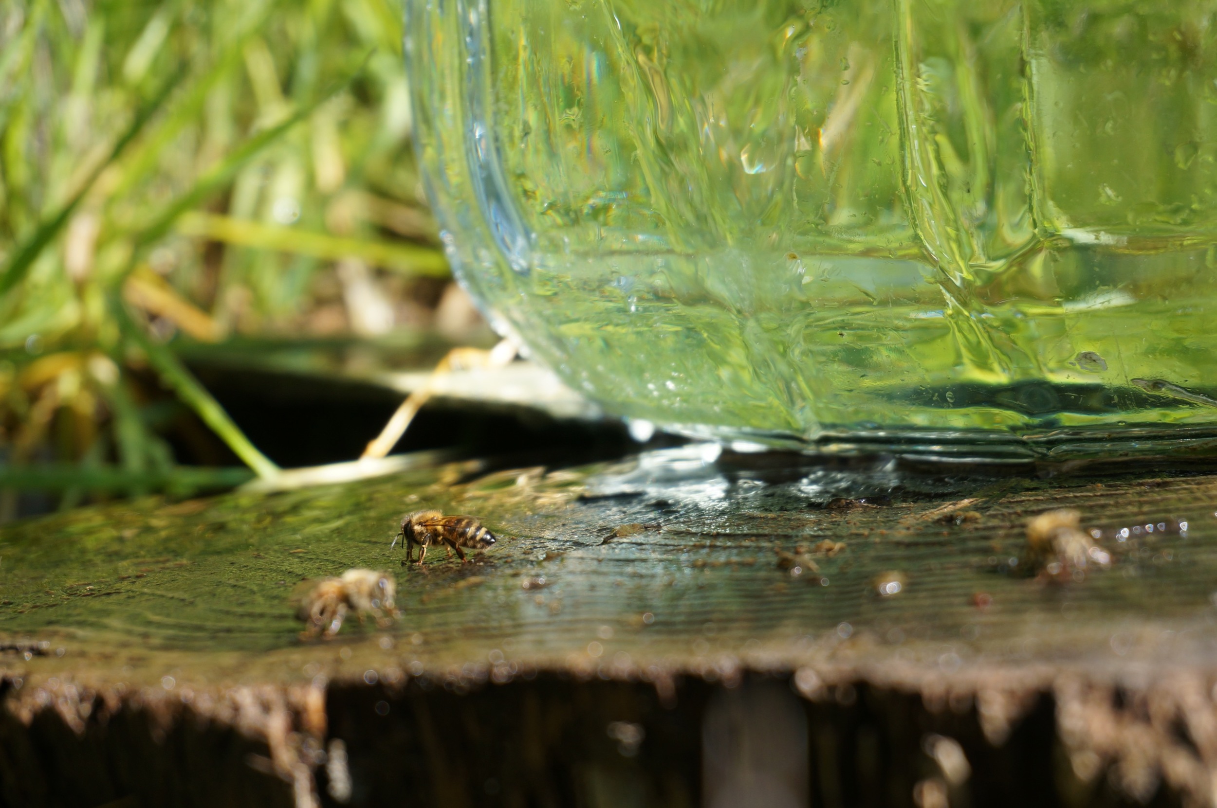 Bees getting a drink at the spring.