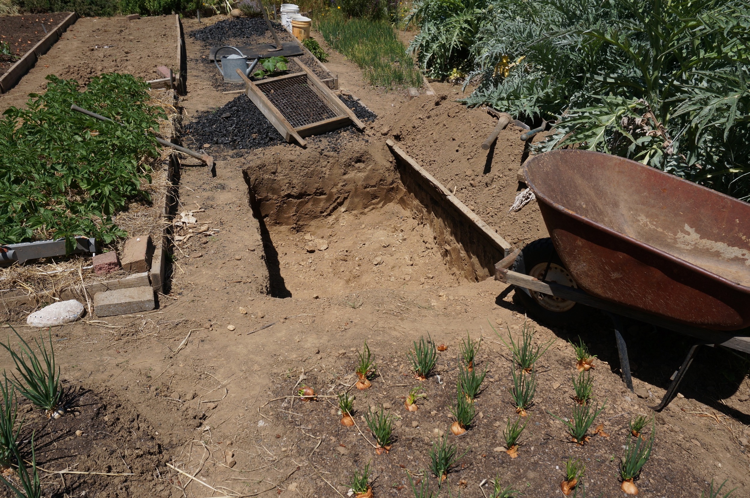 Deep soil amendment with large quantities of charcoal last spring. One half of one bed is 33%. Another bed is about 25%. Only time will tell how they do. If nothing else, I replaced the worst rock and low nutrient sandy soil, totaling 1/3rdwith a substance that holds water and nutrients and aerates the soil.
