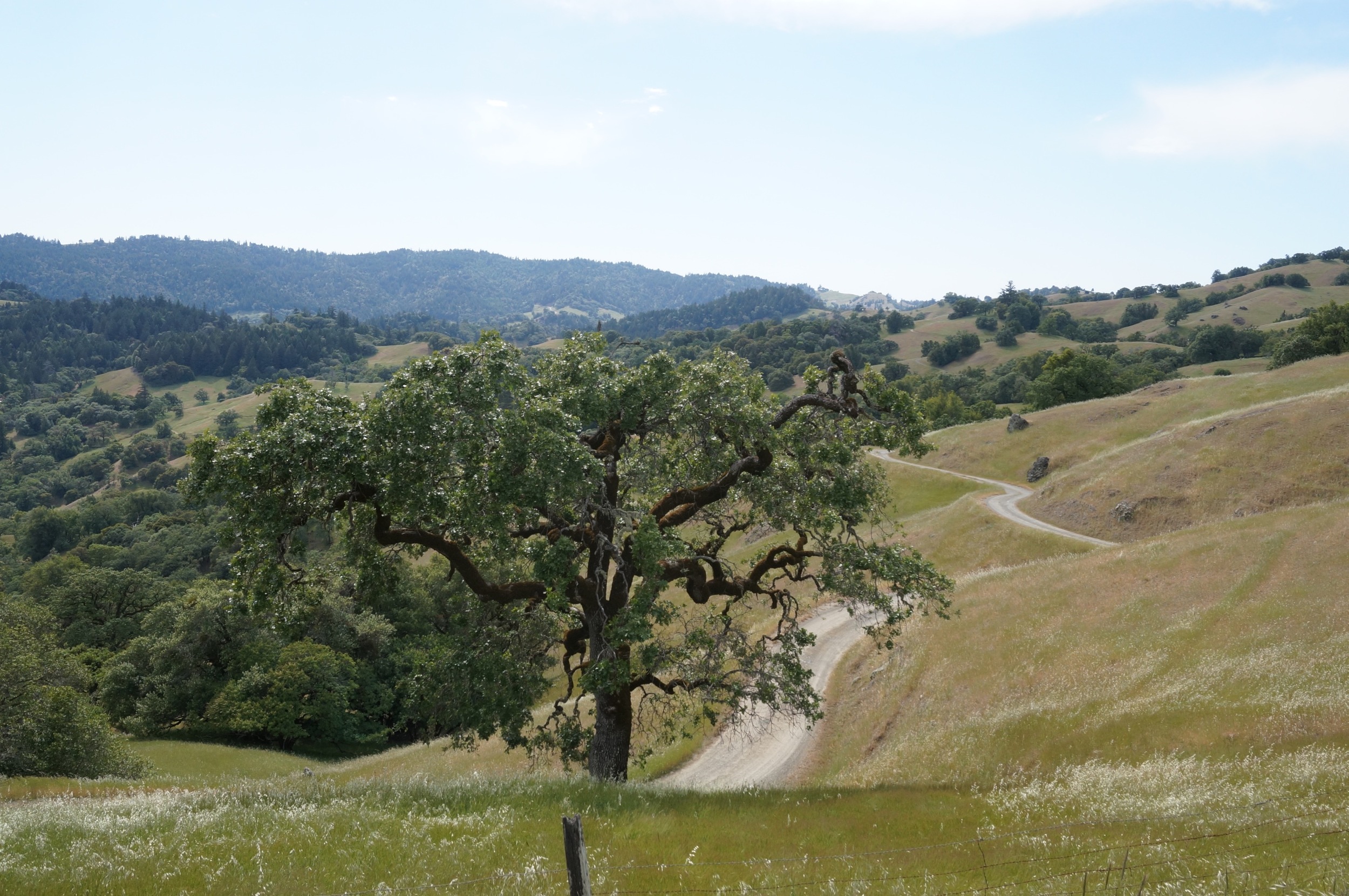 A scene on my drive to and from town.