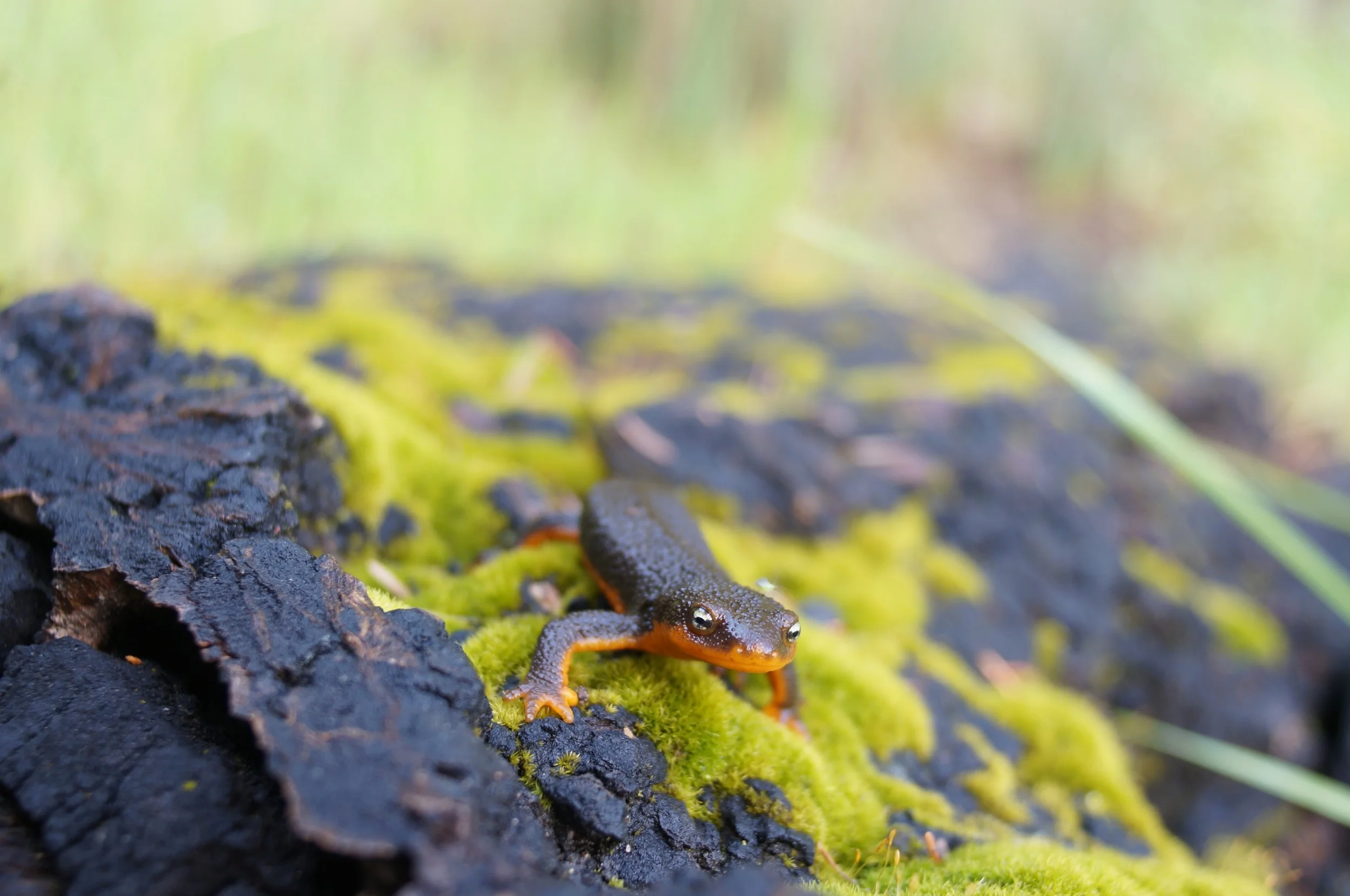 California newt. I bothered this poor guy for like 20 minutes to get the perfect video footage, which, again, was lost. Damn you new version of imovie!