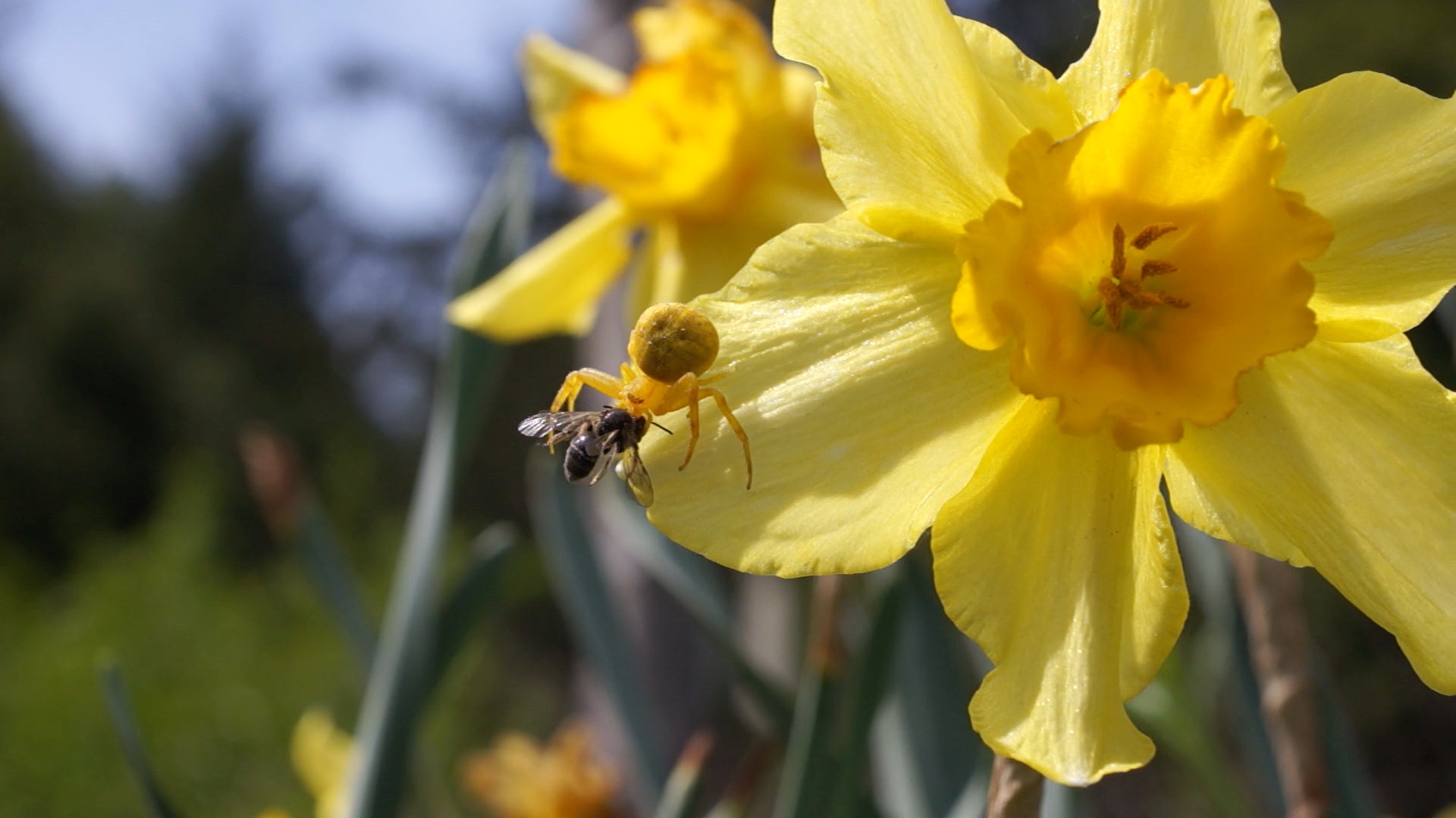 Daffodil spider. Strong enough to catch honey bees. They are yellow on yellow flowers and white on white flowers. I guess they change color. This one has a small native bee.