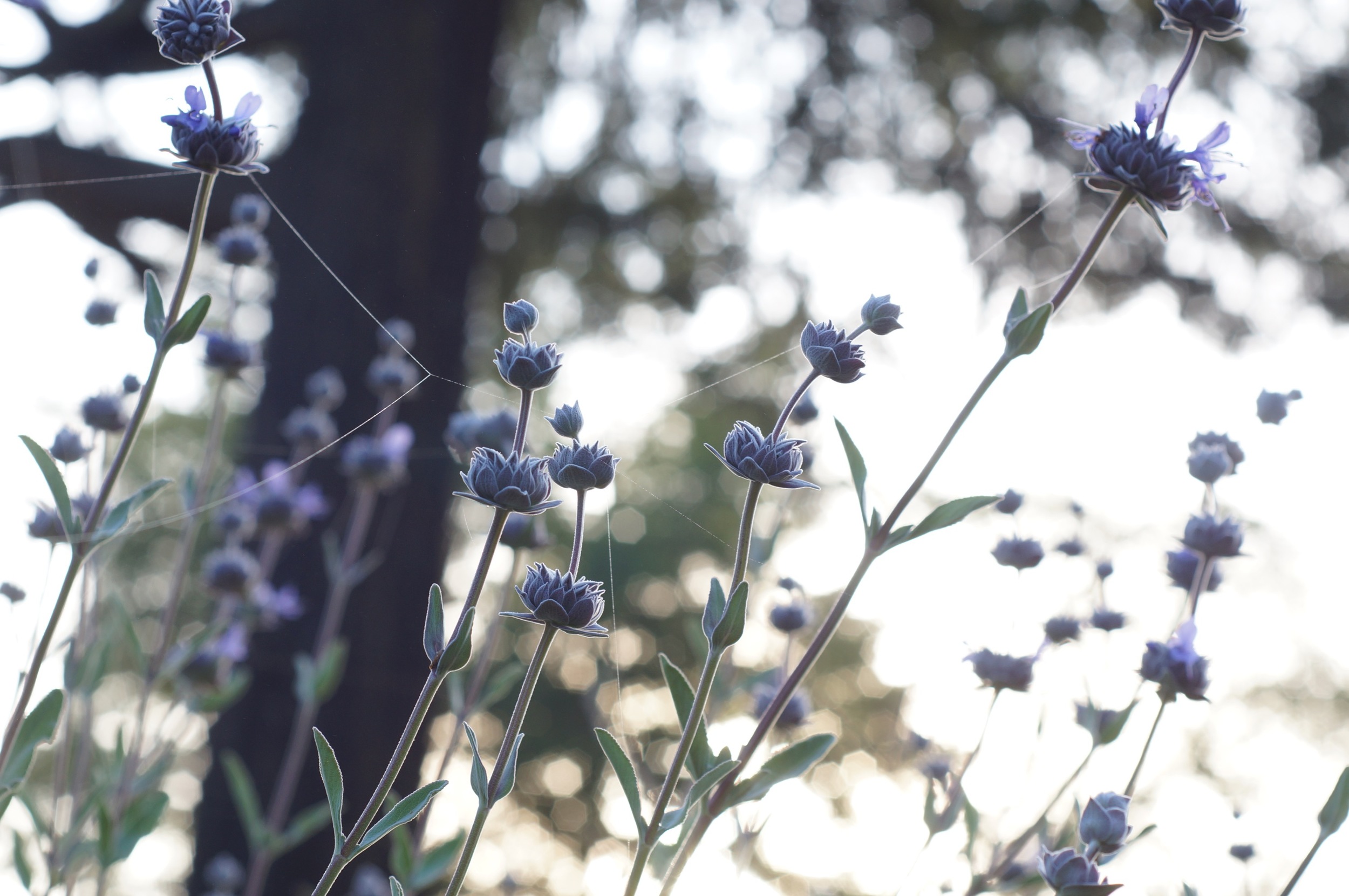 Black Sage