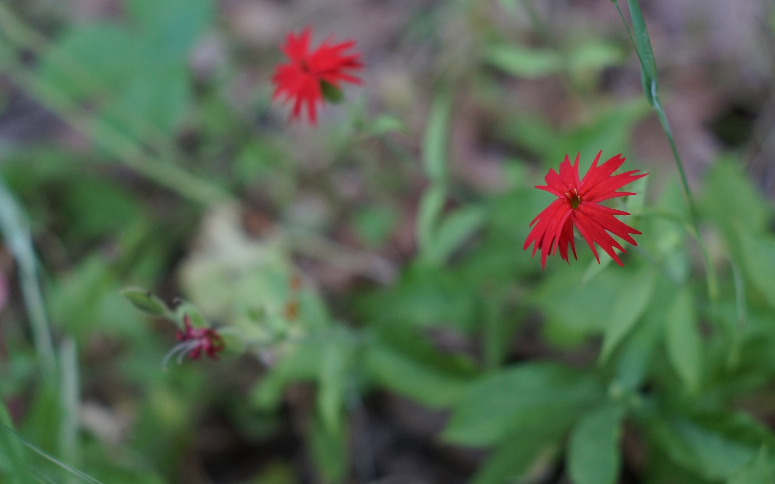 A stunning Native wildflower. Forgetting the name!