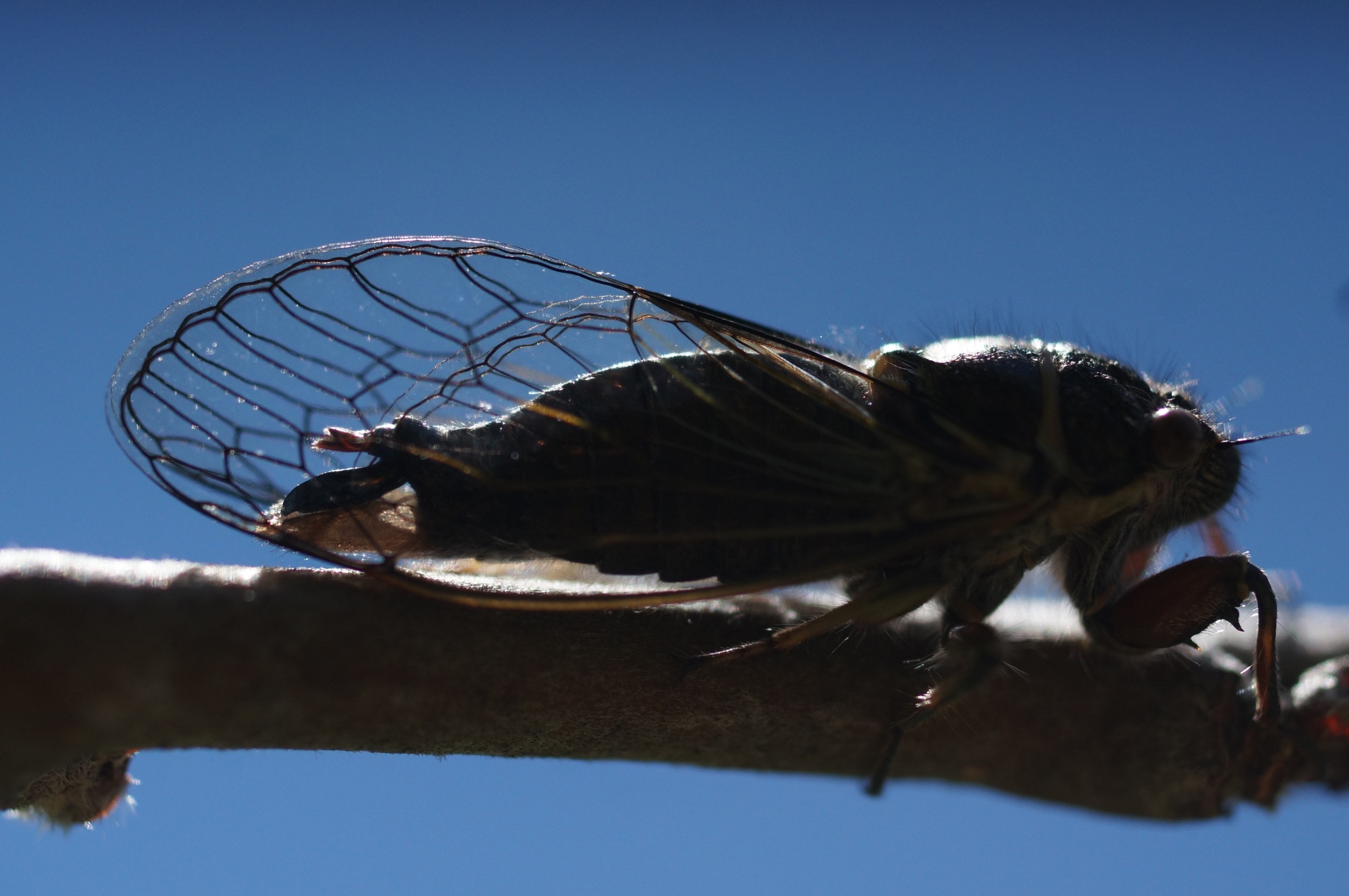 Cicada on an apple branch, which they cause a lot of damage to by laying eggs in slits the cut.