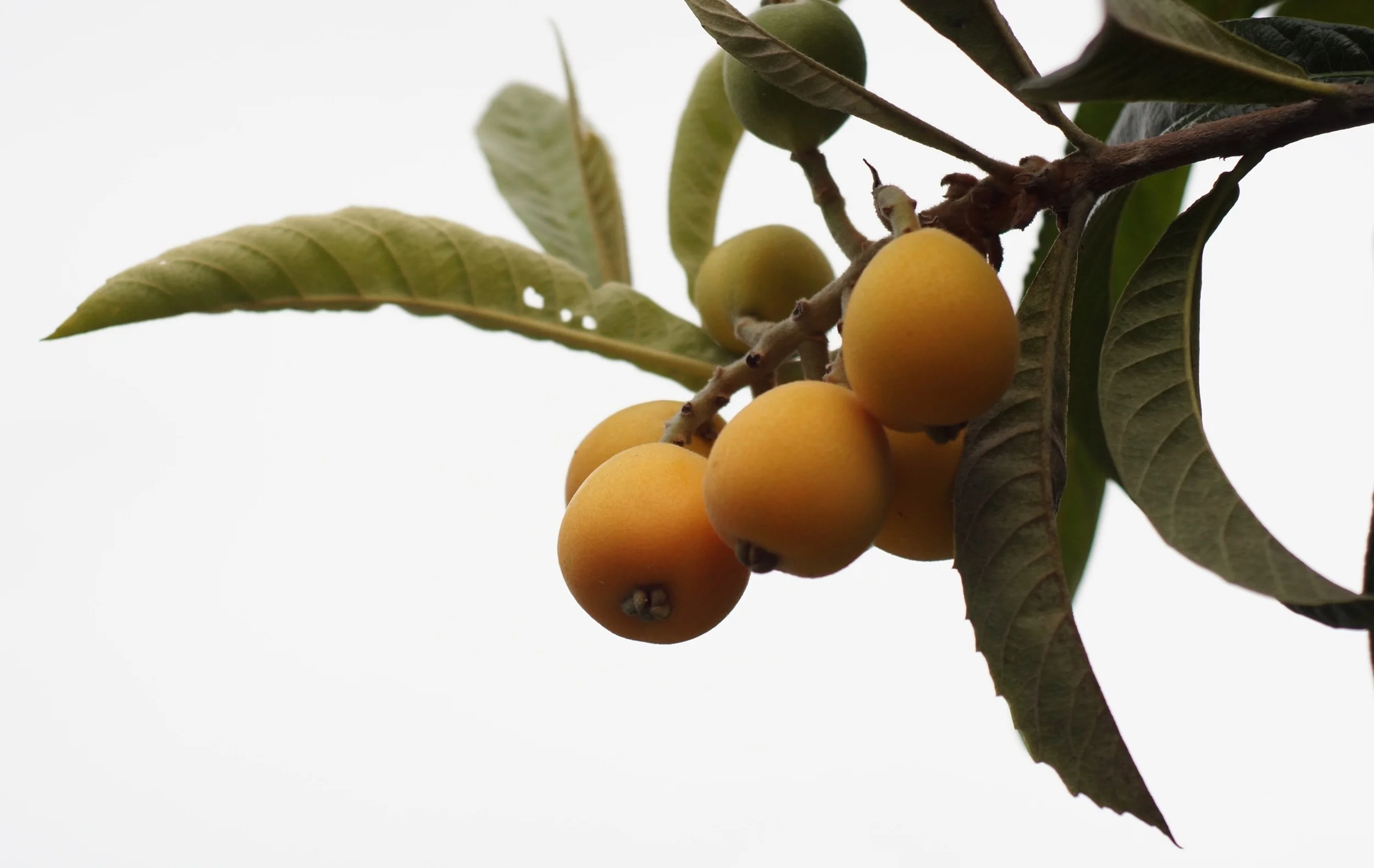 Loquats! Large, delicious variety.