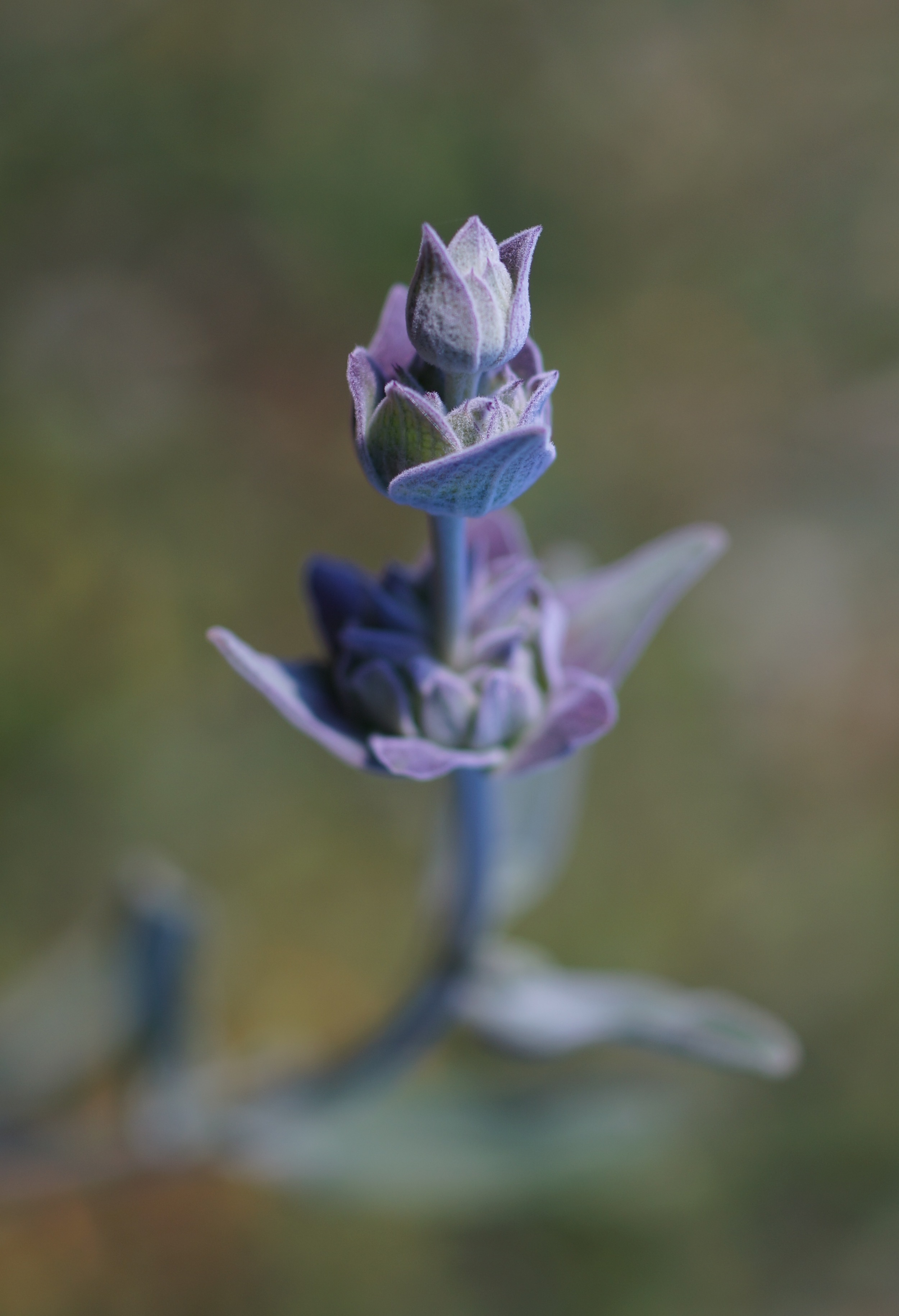 Black sage again. I love taking pictures of this plant.
