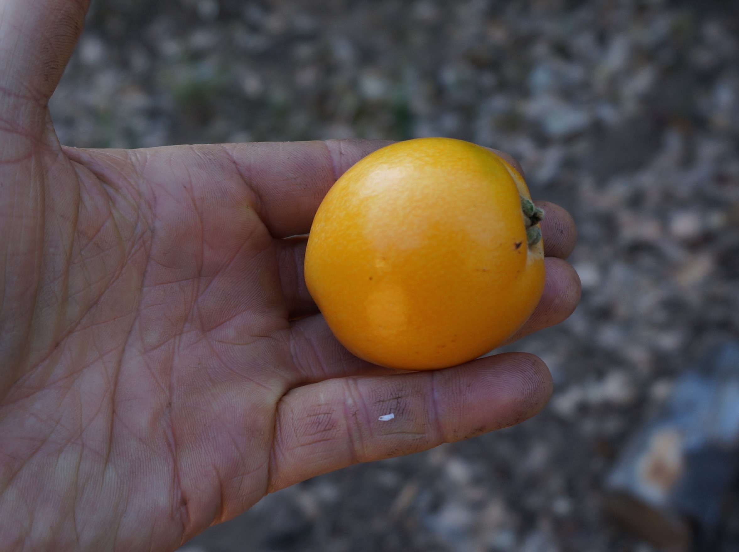 Probably the largest loquat I ever ate, came off of one of my trees this year.