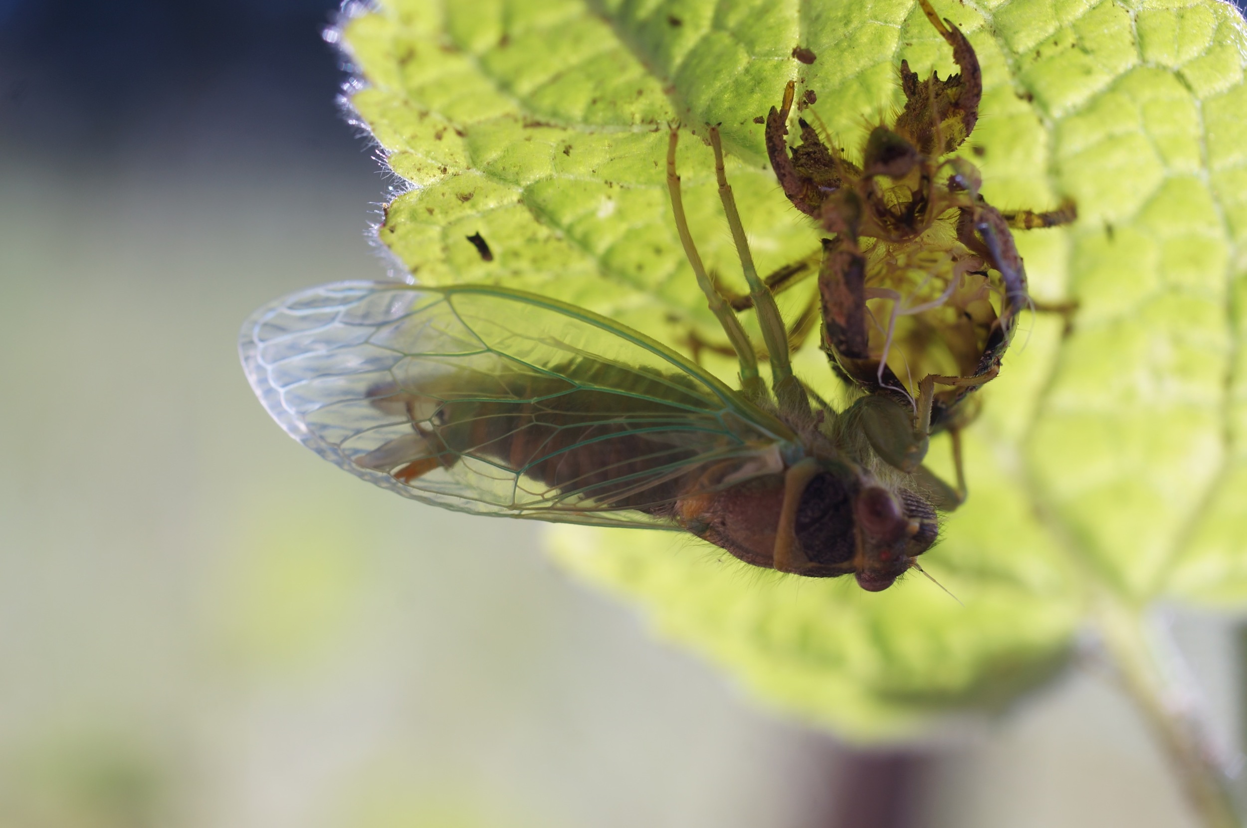 A freshly hatched cicada. This is the type that hatches every year.