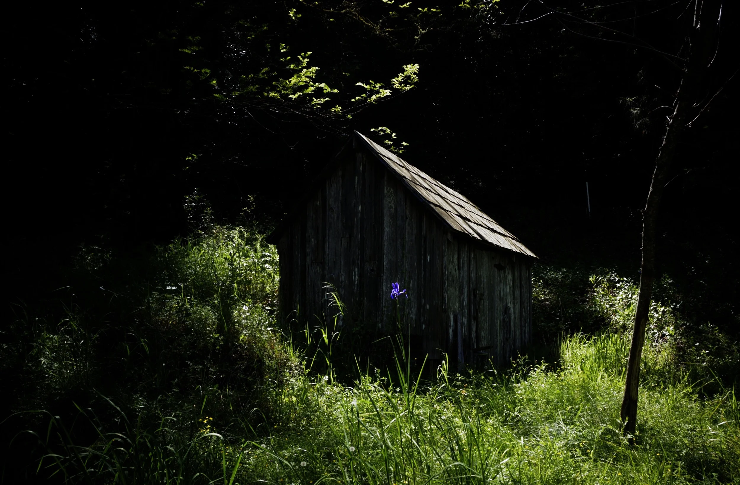 Old spring house on the neighbors place. A spring house is like a root celar. The spring runs through it to keep it cool.