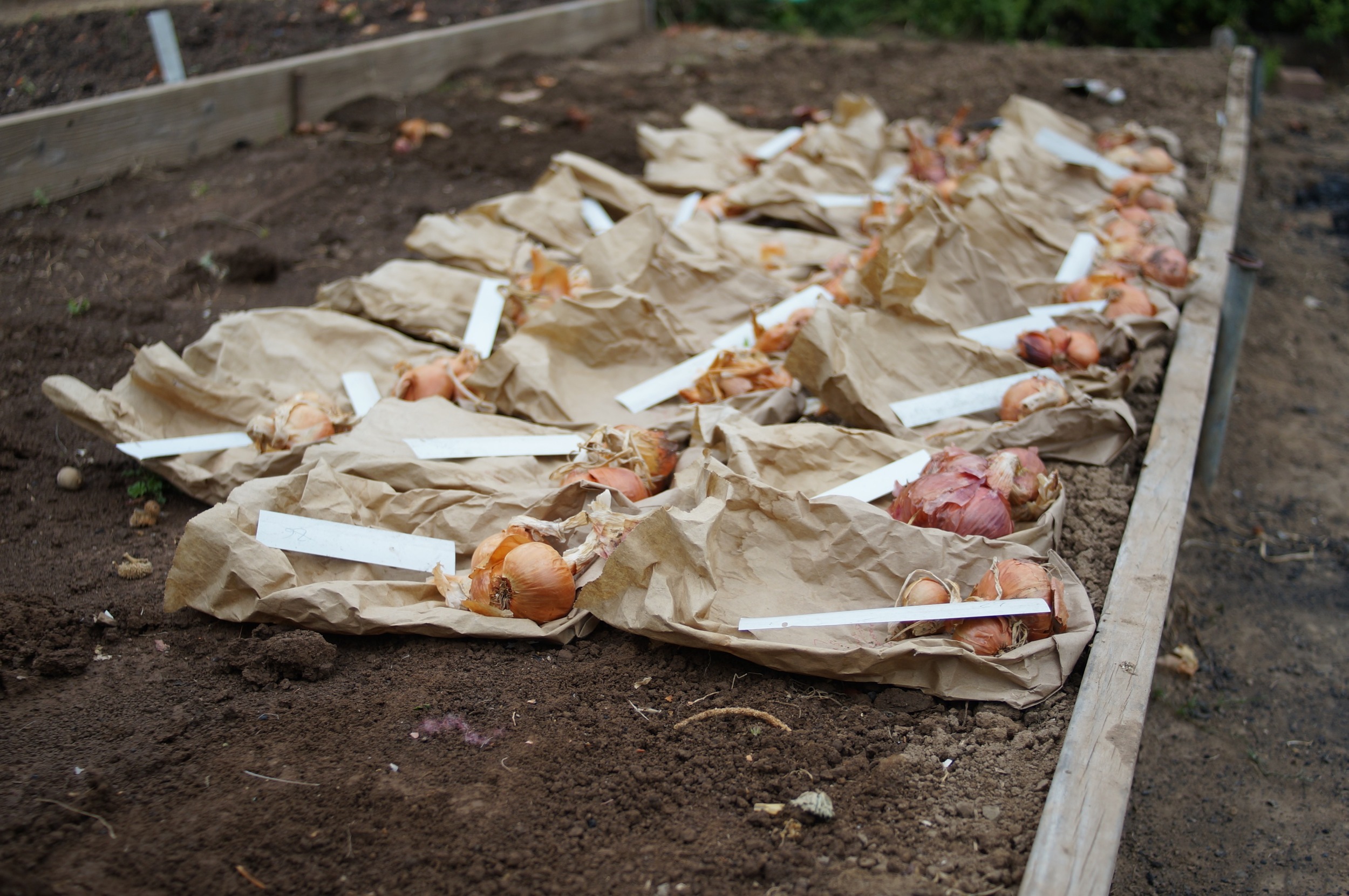 Potato onion seedling trials. I was down to 15 this fall and tossed a few more last week because they rotted in storage. Potato onion video series here .