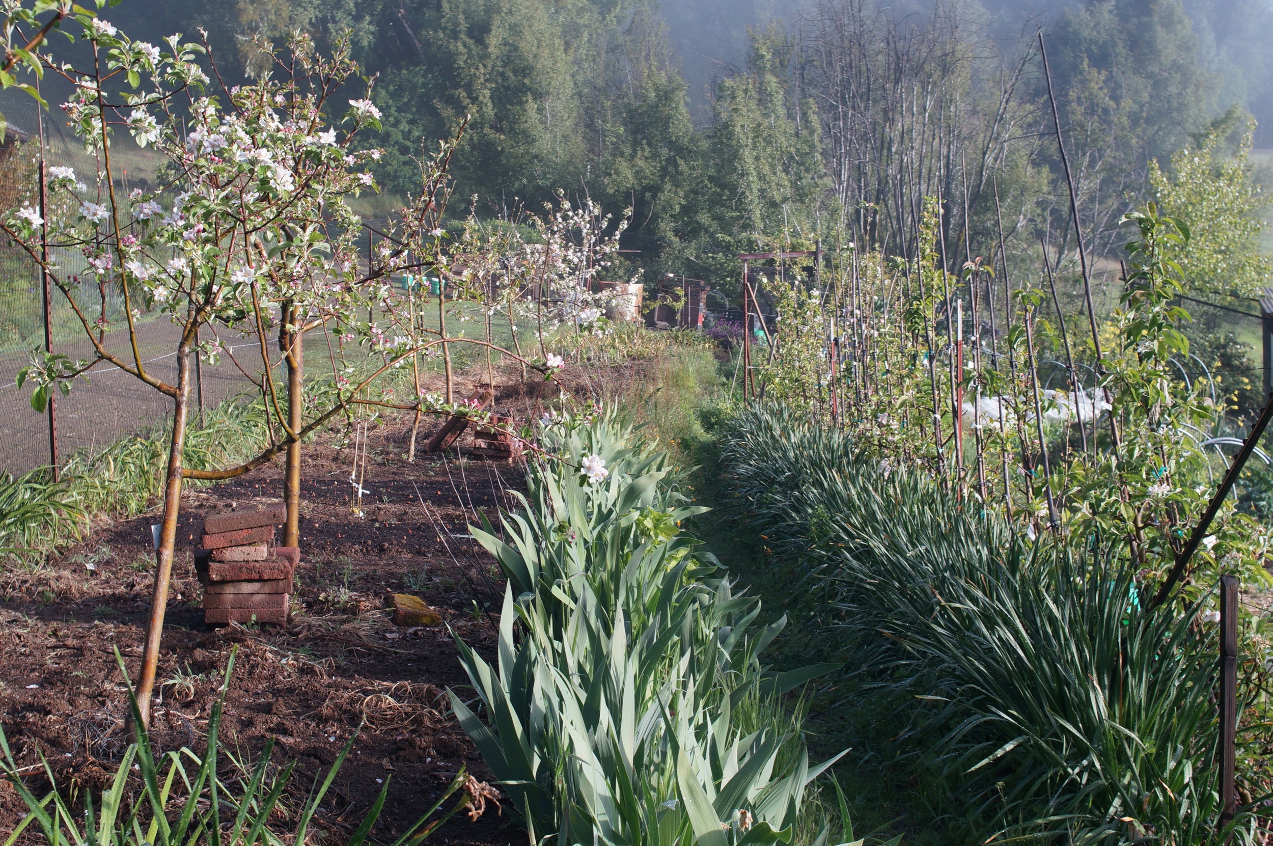 inter-stem dwarf and diagonal cordon apple trees in a nice fog filtered light