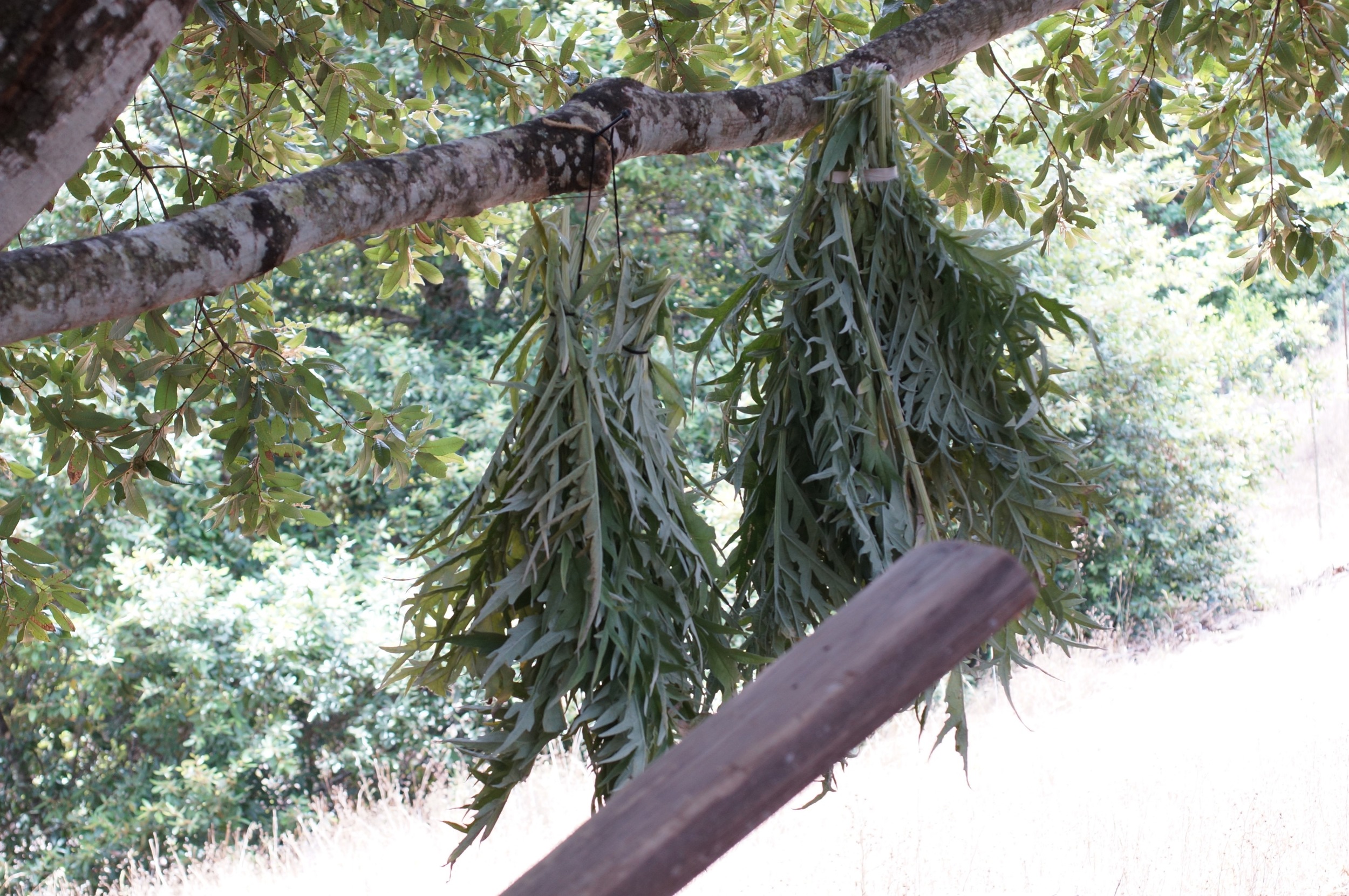 Artichoke leaves drying for tanning experiments. Hope it works!