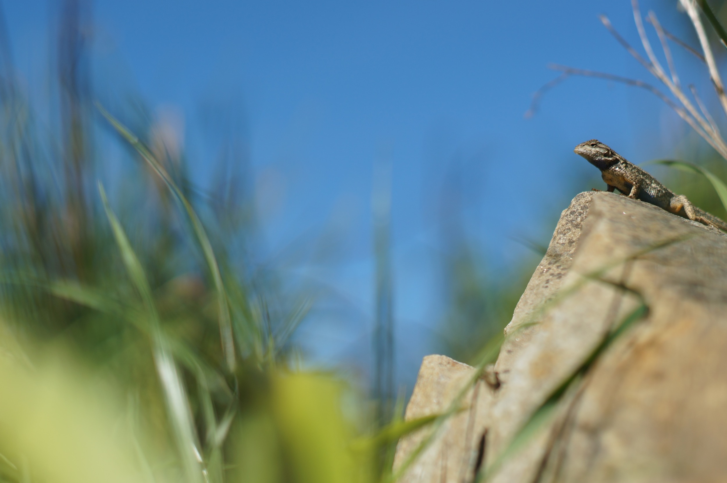 Lizard playing king of the hill... with itself. But it's winning!