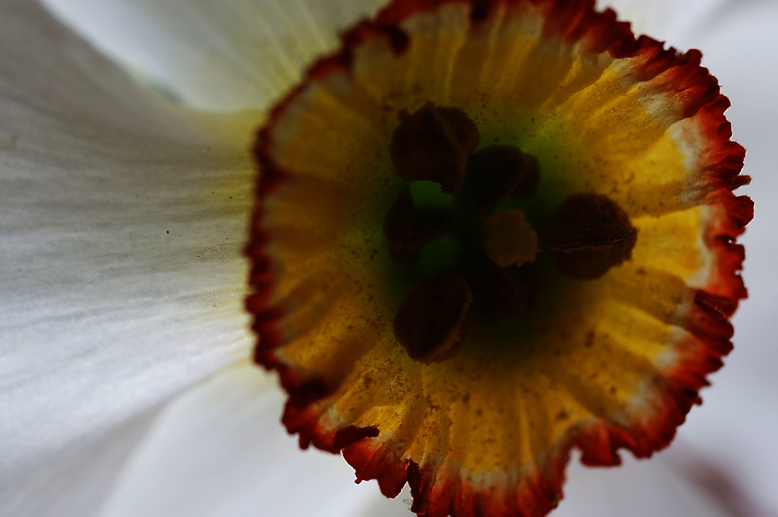 A poet-type narcissus
