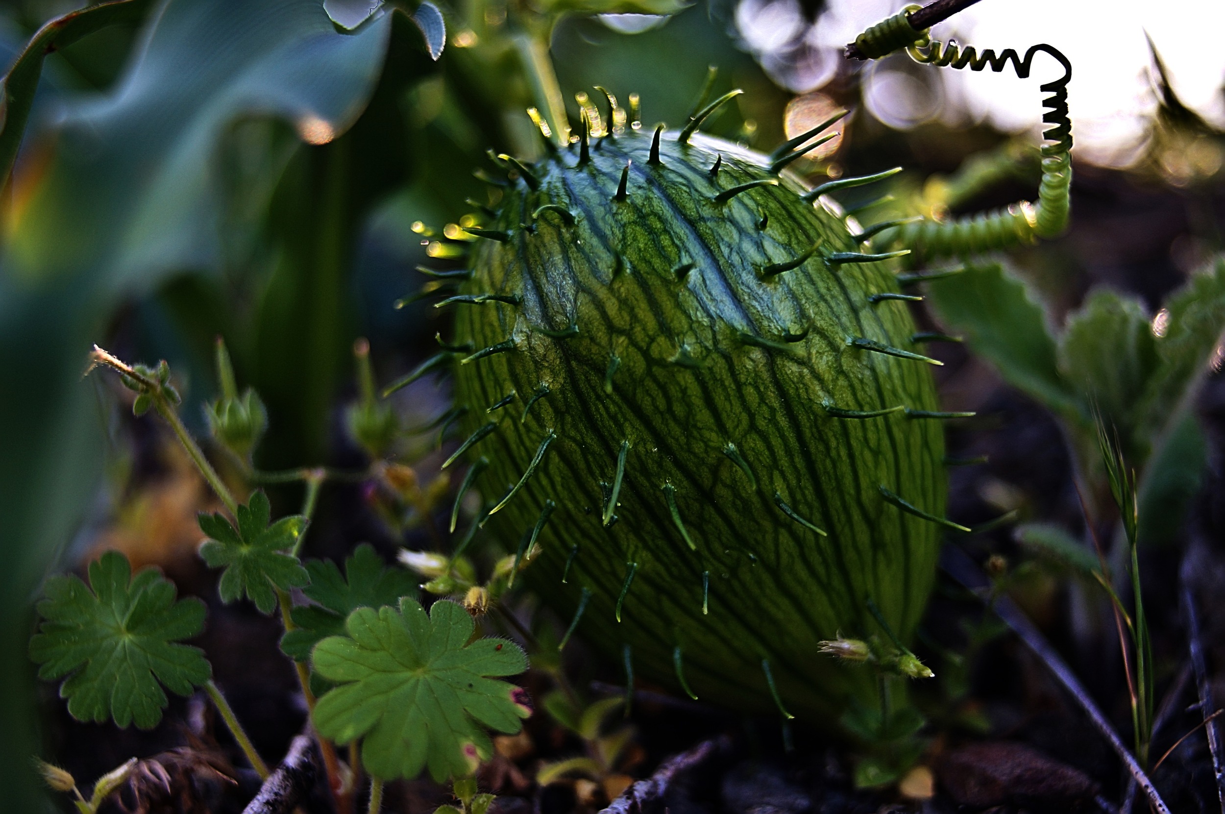 Wild "cucumber" or Mara, a native plant with an allegedly enormous root.