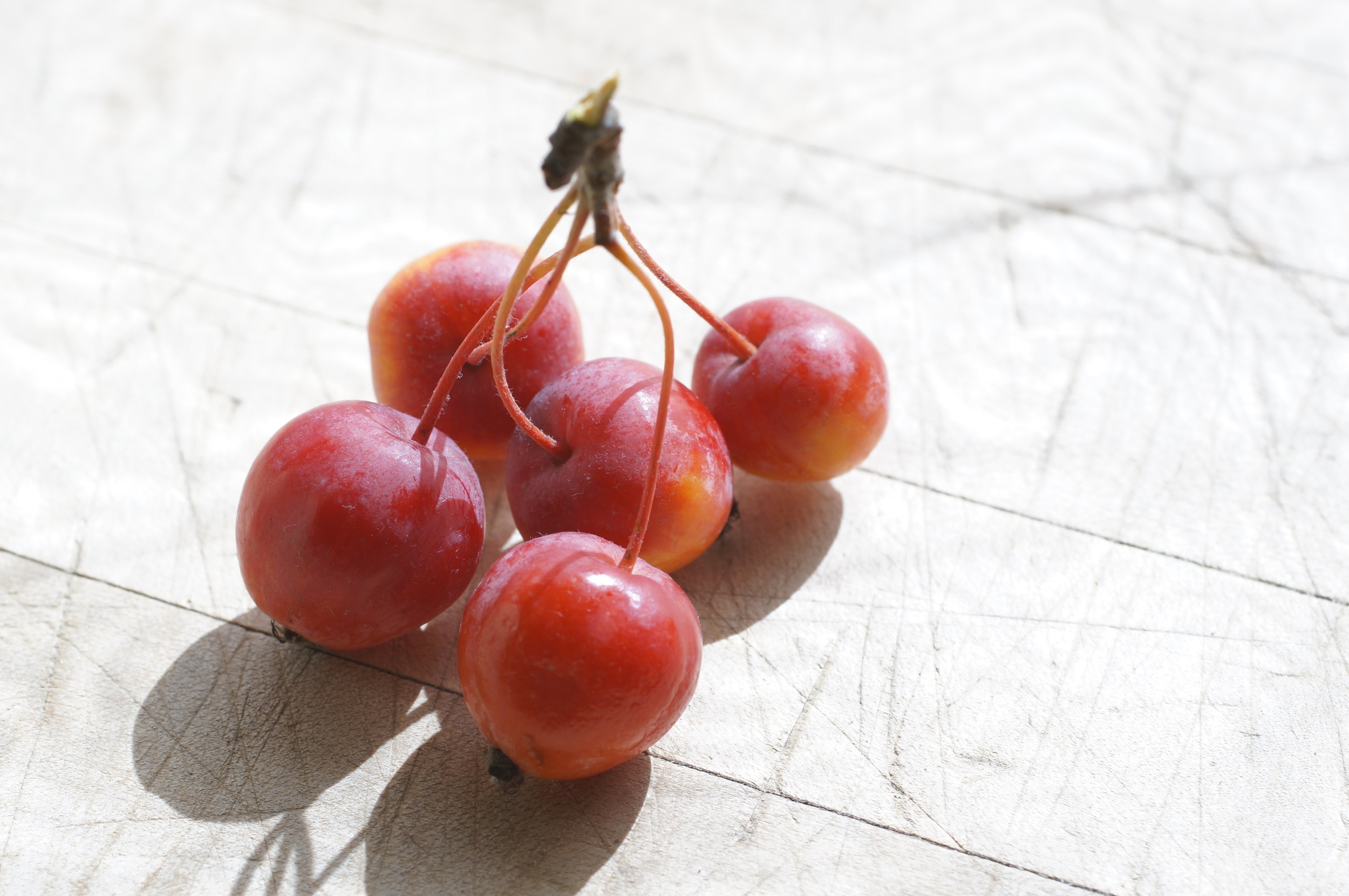 This tiny crab apple was sent to me some years ago by my friend Becca Munro. It is slightly astringent but delicious eaten whole seeds and all, something like crisp cherries. It's going to get grafted out somewhere with more room to grow, and I'll probably use it as a breeding parent this coming season. The flesh is very yellow and crisp.