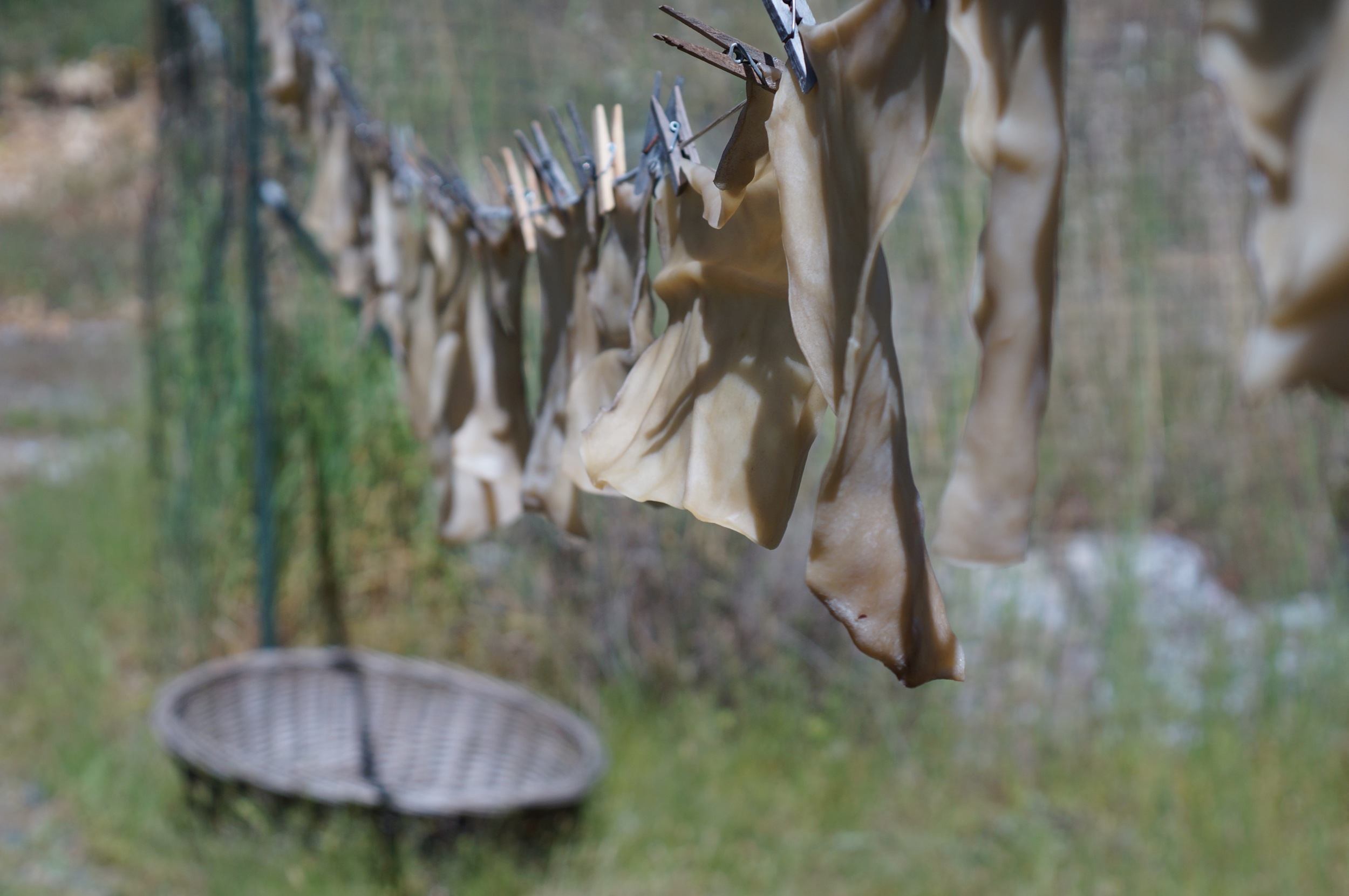 Pieces of cattle hide processed and dried for making hide glue