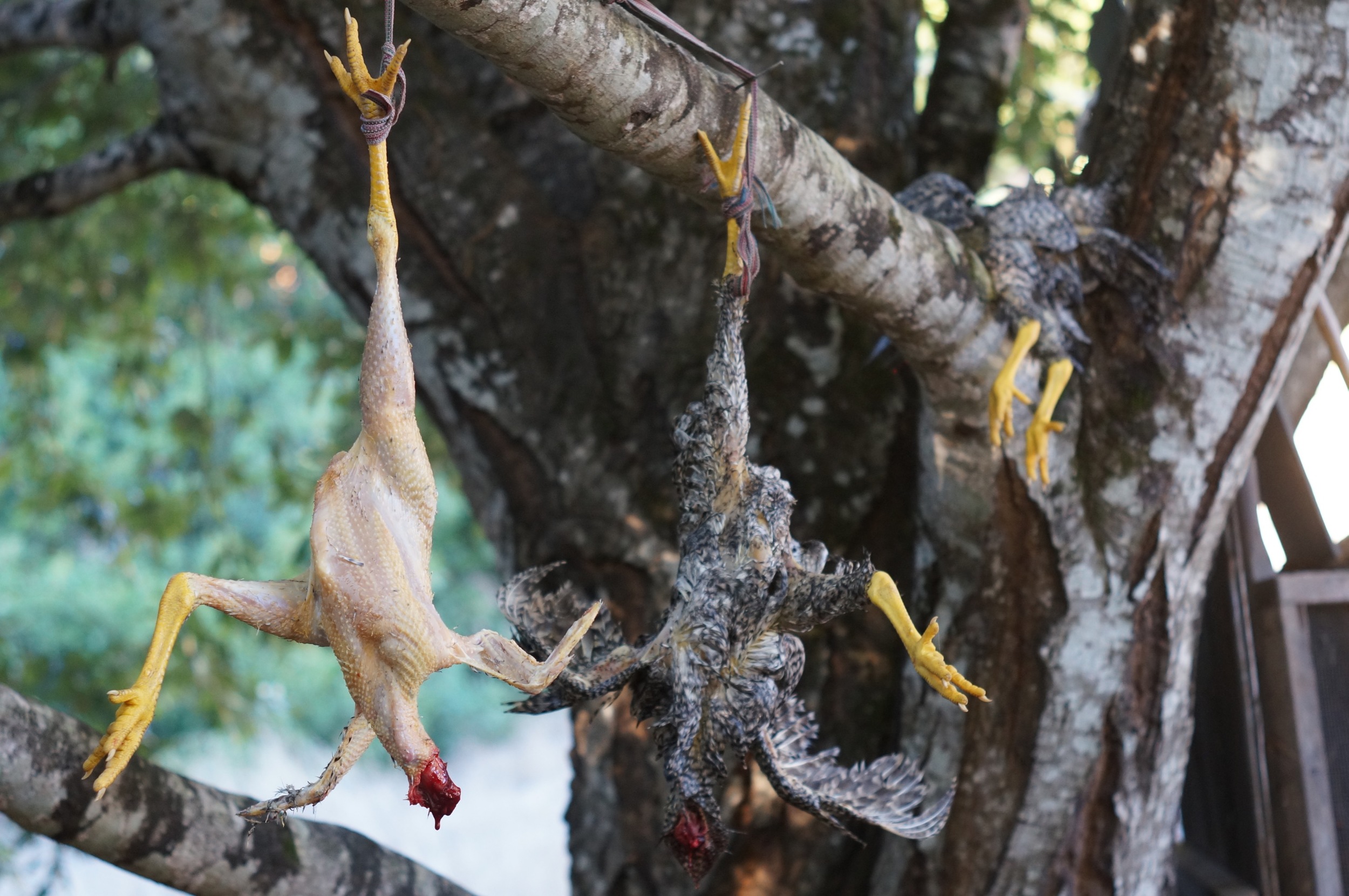 Chicken processing day. Unwanted roosters. Young roosters are excellent eating.