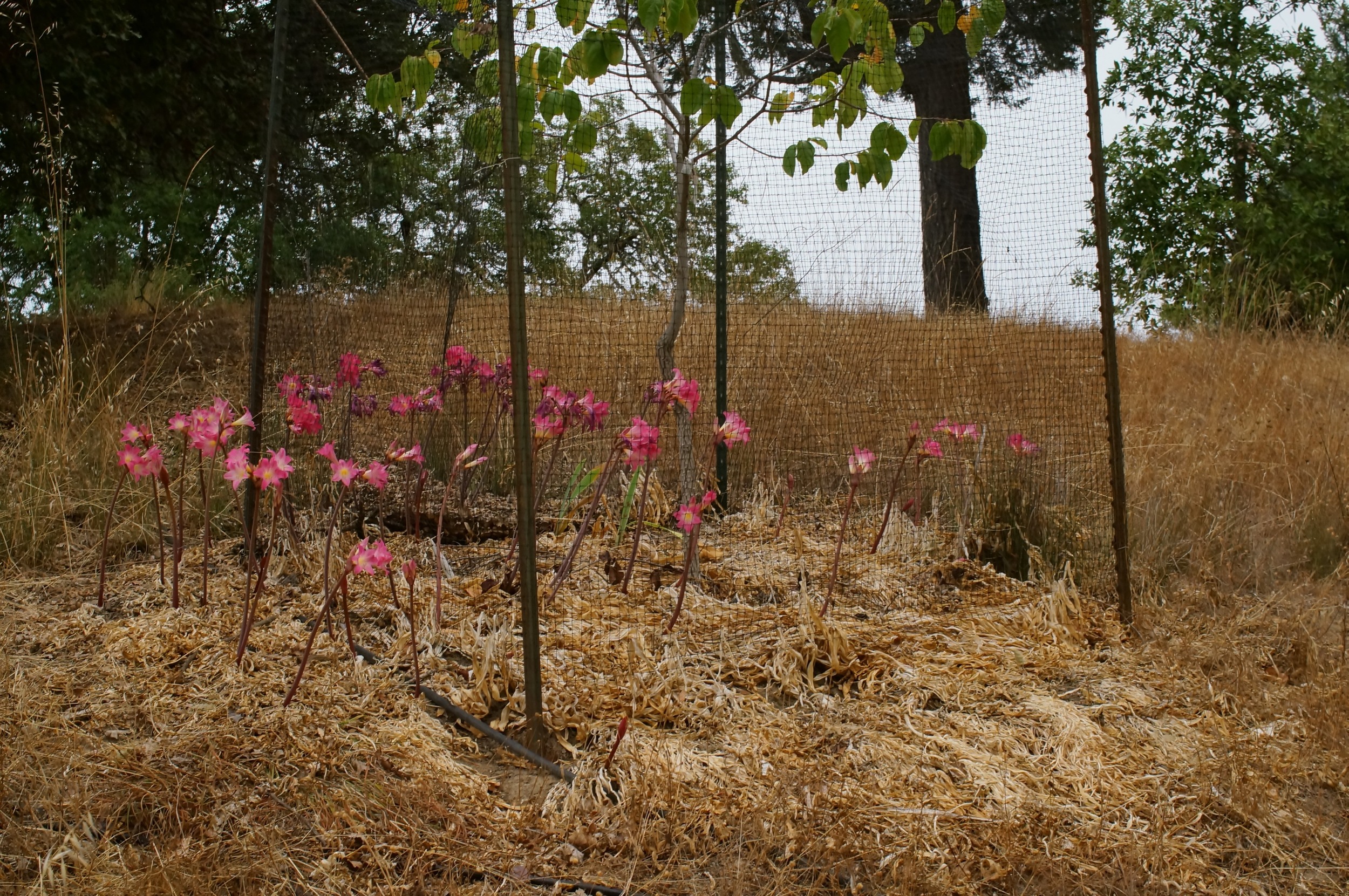 Fruit tree understory experiment using amaryllis belladona hybrids (basically the same as naked ladies, ((the flower, not the real thing)) I post pictures of the progress of this experiment every year. The last two years there have been literally only two or three weak weeds under this tree. The amaryllis smother everything else, then die back around June 1st leaving this protective layer of mulch. I won't know much more till I get to observe a lot of trees for a long period of time, but it's promising enough that I am propagating probably thousands of bulbs from seed and have planted 7 other trees to them.