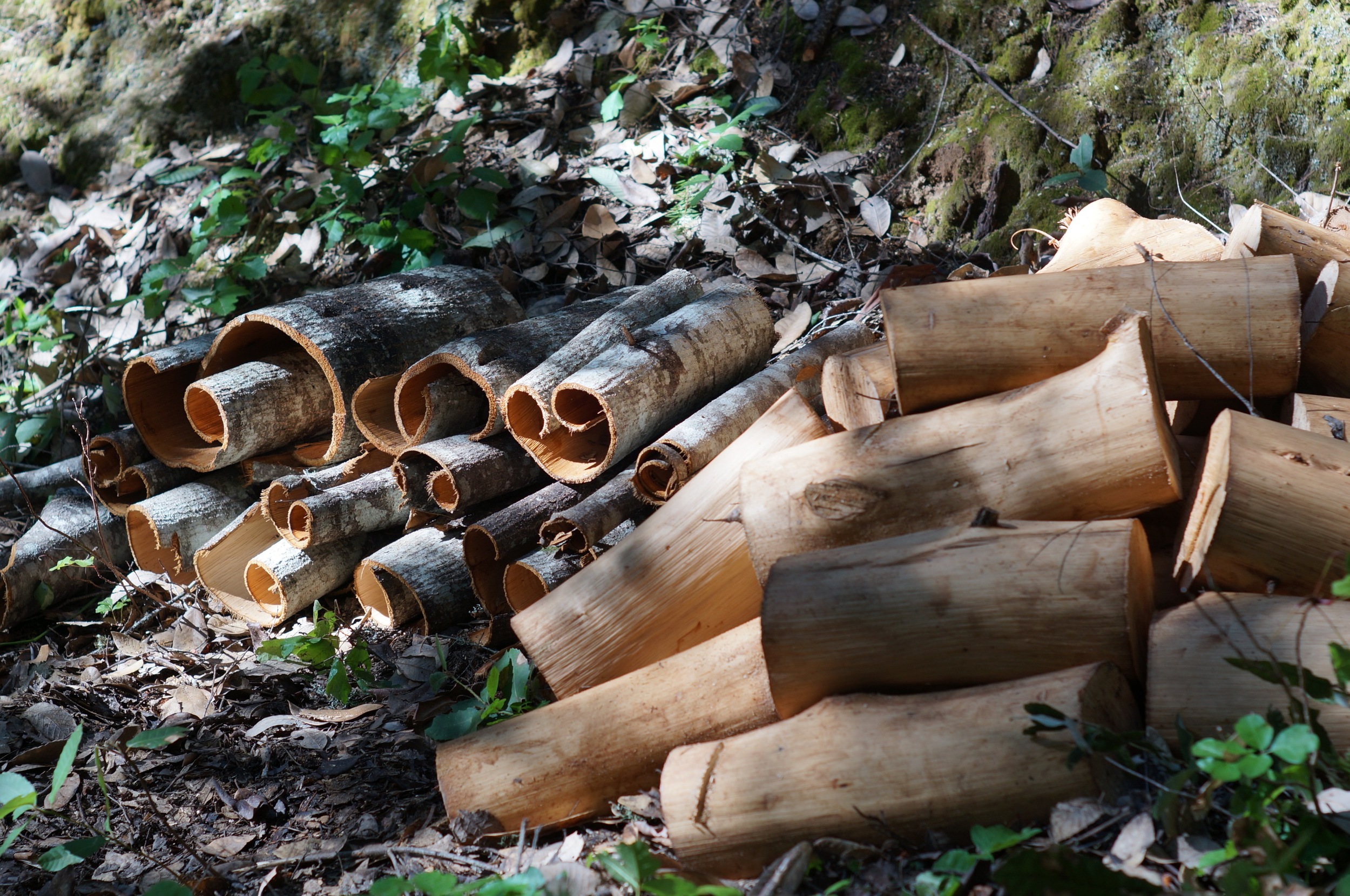 A batch of bark for tanning and wood for burning. Tan Oak.