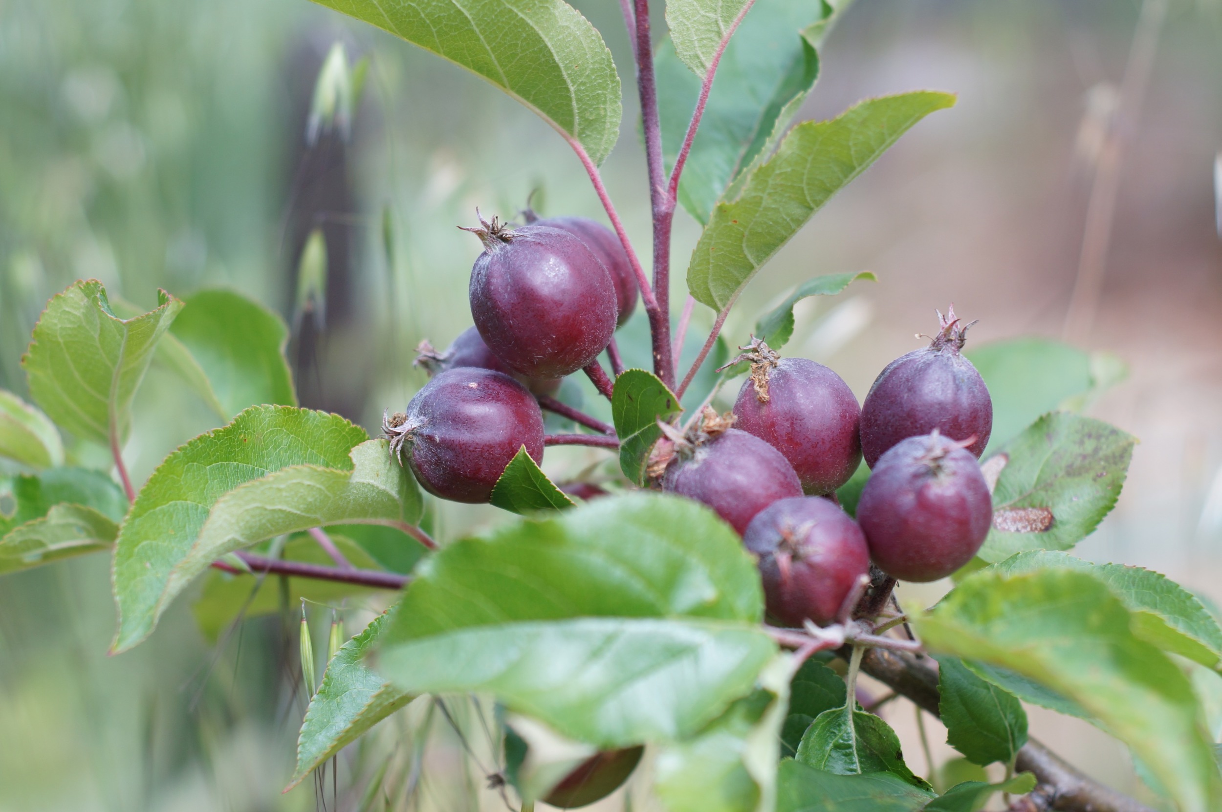 When I planted the seed for this apple years ago, I couldn't imagine that a fruit grown from this variety could turn out really bad. It didn't.