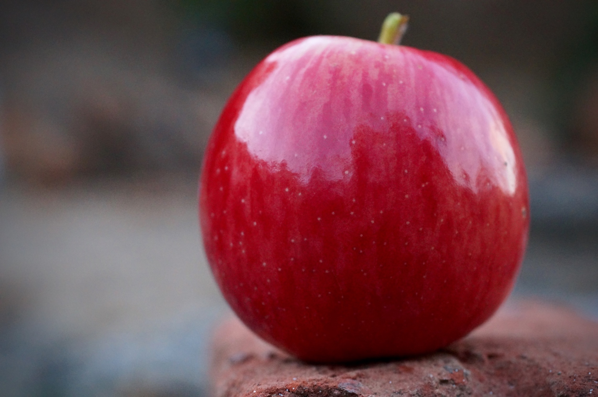Those fruitlets grew into this. Thin skinned, nice texture, refreshing, pleasant apple. Maybe not the next best thing ever, but quite nice and compelling eating. I named it BITE ME! (capitals and exclamation point mandatory!) for all the naysayers.