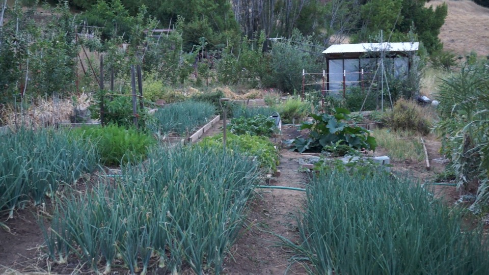 Best Garden I've had for a couple years. Not as big and awesome as I want it to be, but not bad. Video tour here.