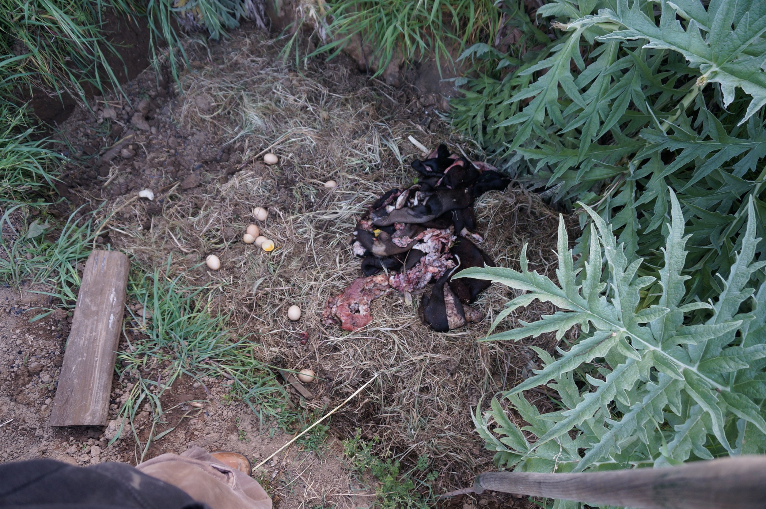 Hide scraps, meat scraps and rotten eggs in the trench. I’ll bet the artichoke I just planted here grows a minimum of 10 foot diameter. The hope is that the awesomeness will persist, unlike most soil interventions. Stay tuned. This simple project is one of the most exciting to me because of the ramifications. You'll be hearing more about it, both conceptual and implementation.