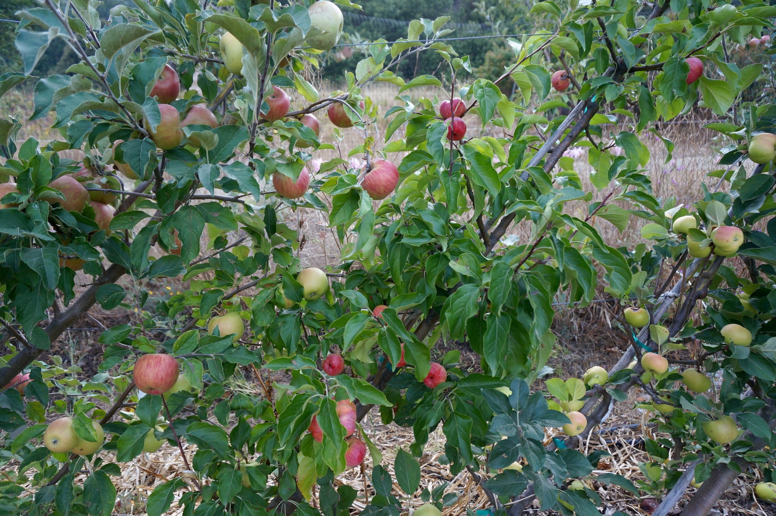 Diagonal cordon trees. 18 inch spacing, very productive, quality fruit and only occupies about two feet of width! Amazing system for small spaces or growing a lot of variety in a small space. There are at least seven varieties in this short space, but there are more out of the picture because most are grafted to two varieties