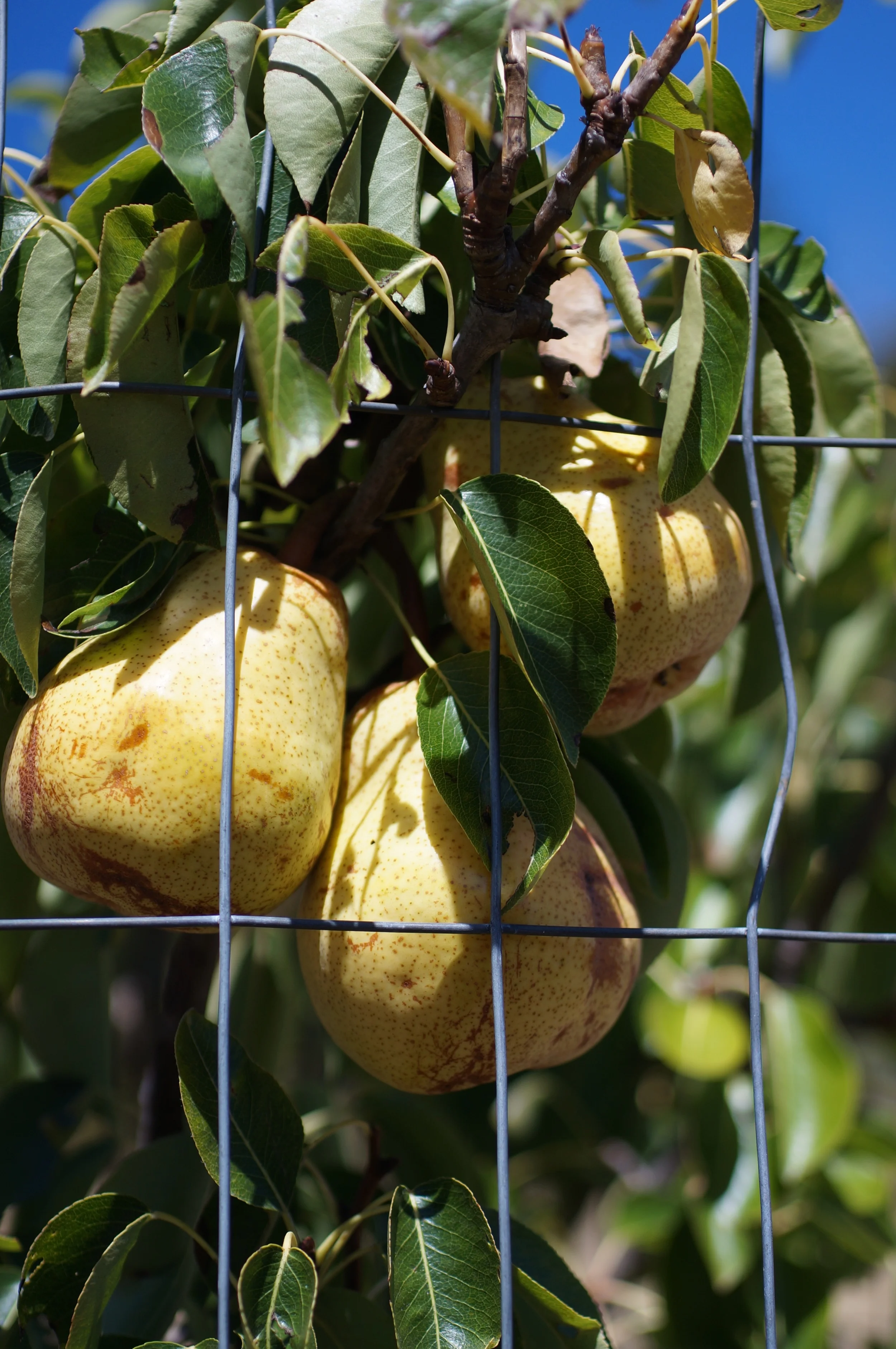 Even good pears have to go to Pearison. 