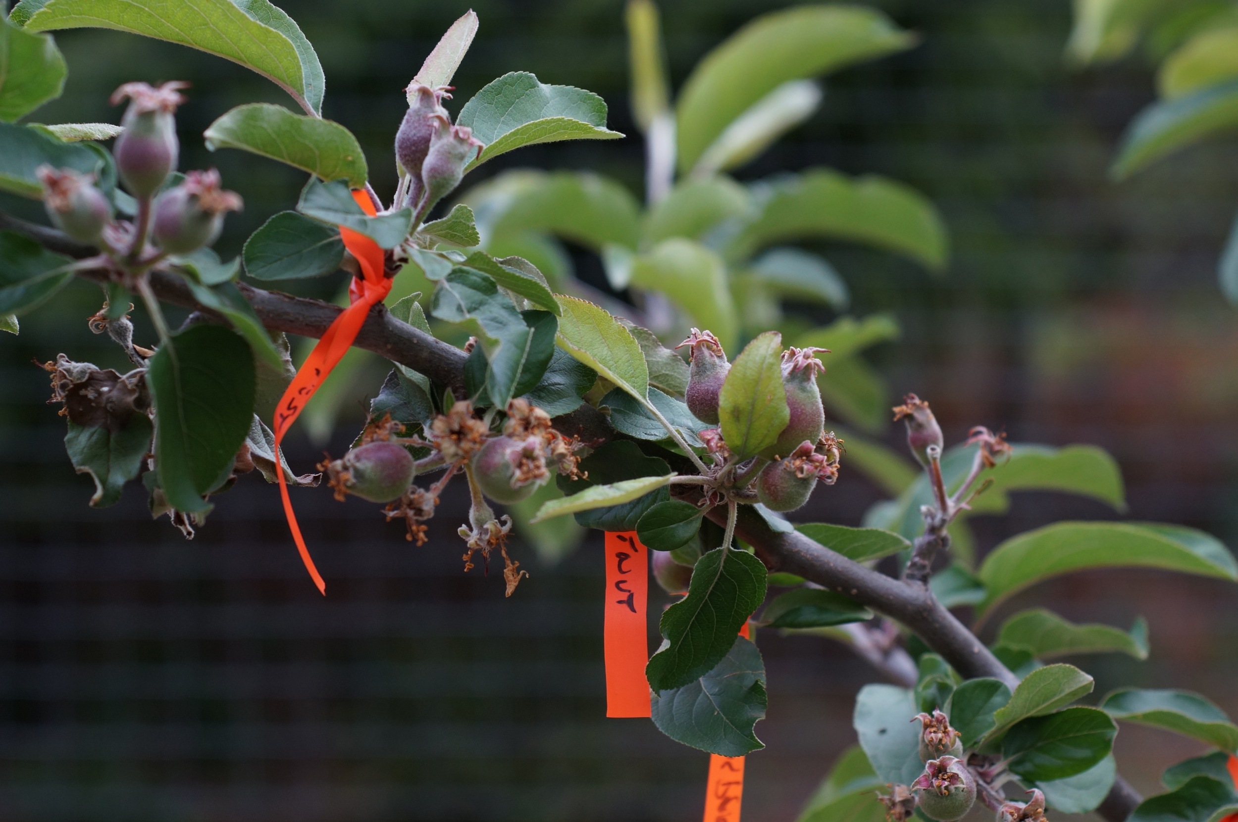Pollinated fruitlets tagged with the pollen parent names.
