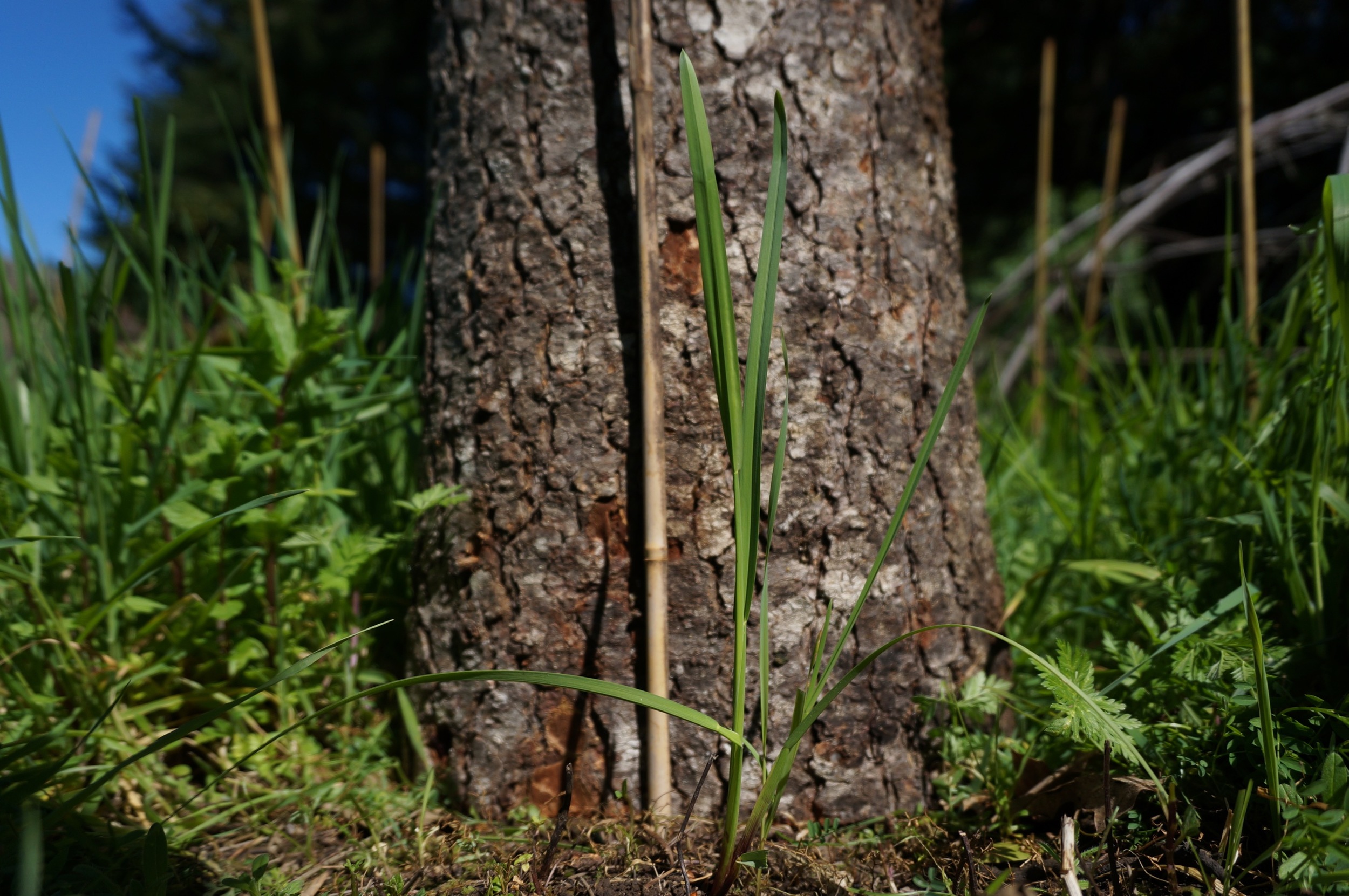 Semaphore, an extremely rare grass. This species only grows in something like 15 known locations, one of them next door. Ironically, the neighbors dug up the ground to build their ceremonial sweat lodge on the site. It worked out okay in the end and it's coming back.