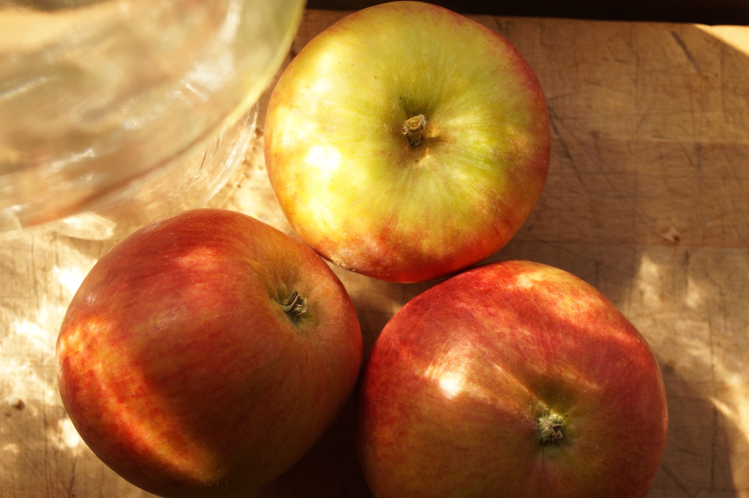 Mother, an old American apple of high repute.
