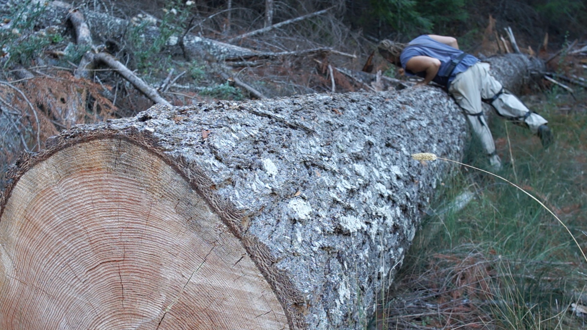 A big fir tree at my neighbors that I hope to make some stuff out of in 2016. It isn't fine old growth quality, but it's pretty good and big enough to get some nice vertical grain planks out of.