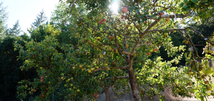 The original Frankentree in 2015 with over 85 varieties in fruit, out of about 150 total grafts. Video at end of post.