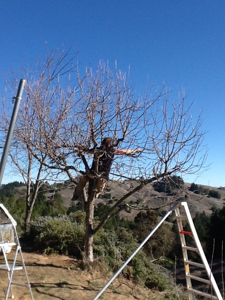 Bride of Frankentree sequence. Starting to prepare the uncut tree.