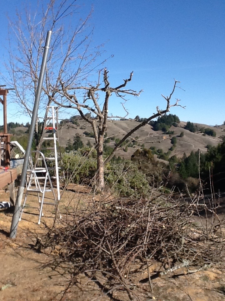 The prepared tree. The unfinished section on the left was left to the old variety, though it was pruned back more after this picture was taken. Not every stub that was left was used, but the tree was more or less ready to graft here.