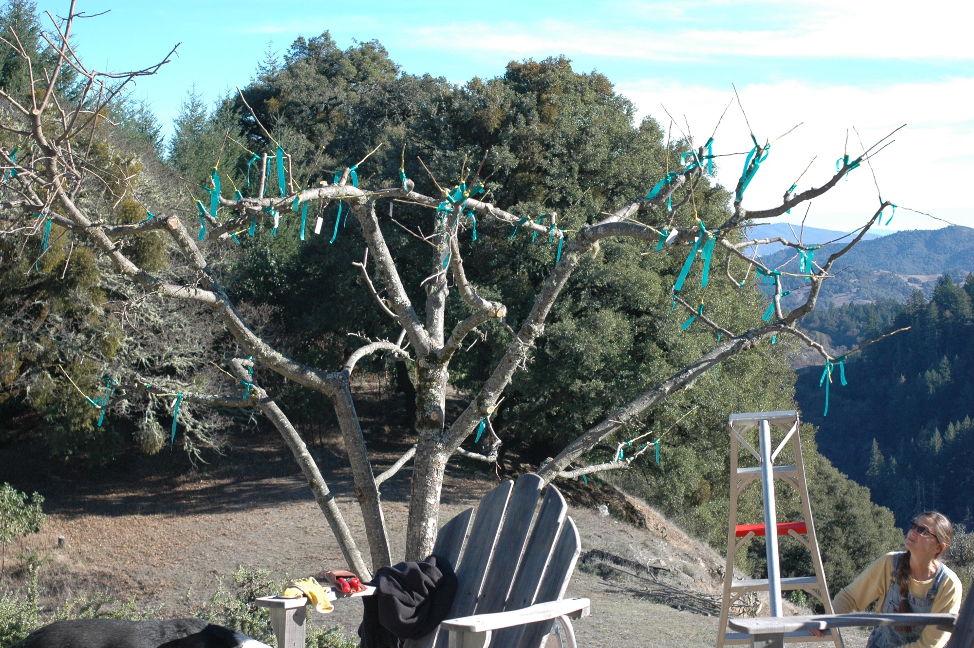The mostly grafted tree. Note some grafts are probably 12 inches long.