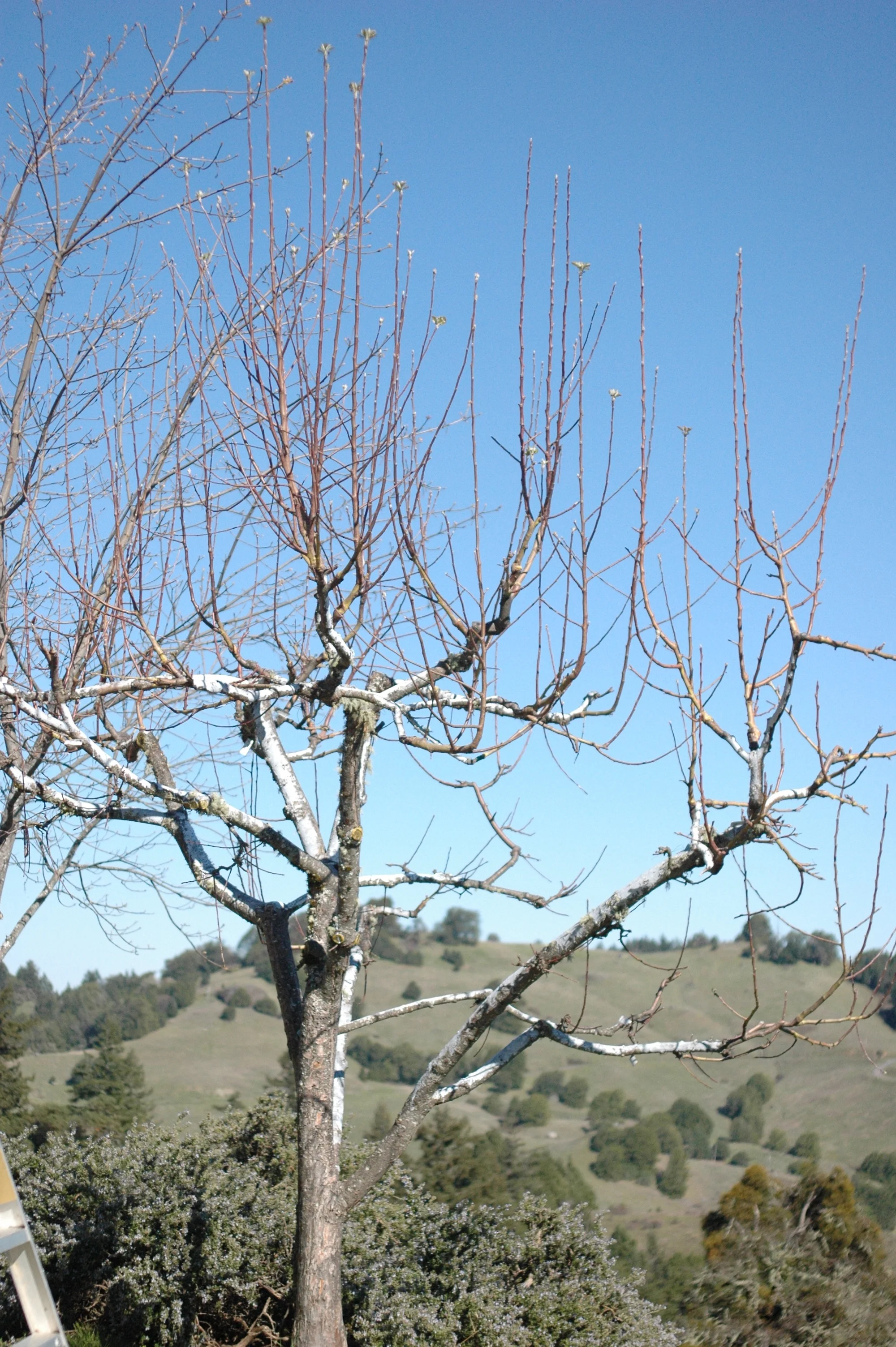 Just a single seasons vigorous regrowth. The tree bore fruit the second year, though not a ton.