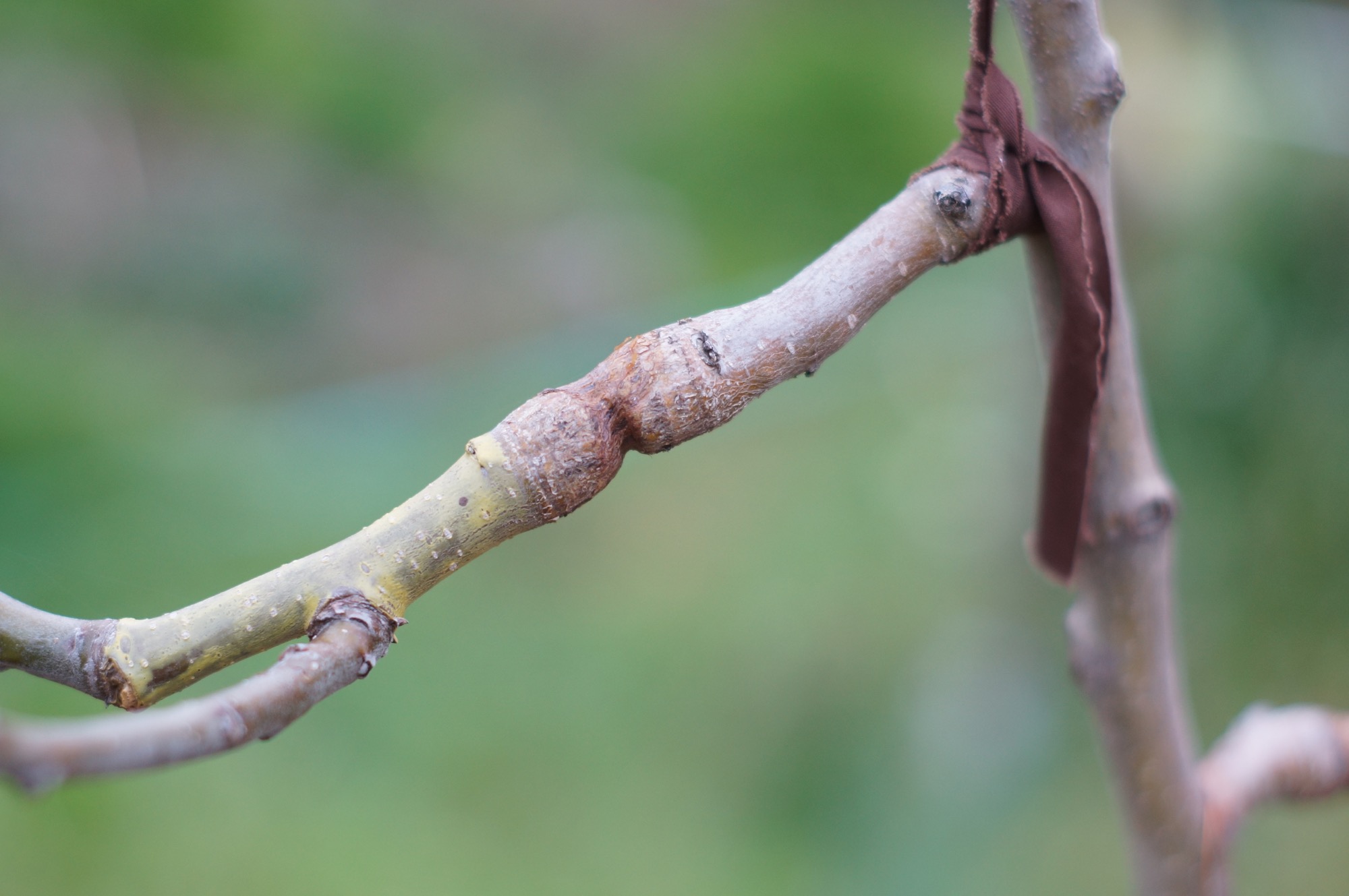 A graft that was never unwrapped and constricted growth. At best, you slow the growth of the branch and at worst, the branch can break at that weak point.