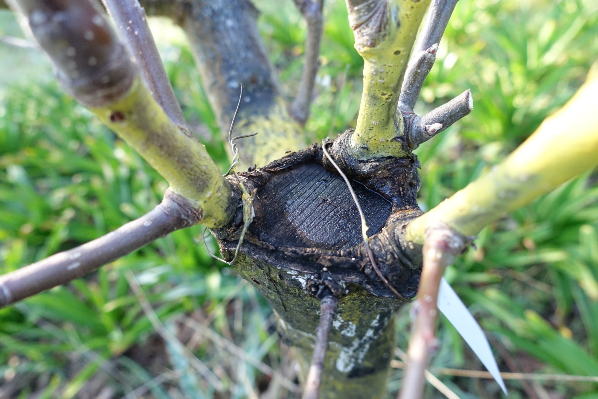 The same hacked off tree a year later showing the still very open wound. Note also the water collecting and the black color from bacteria or mold.