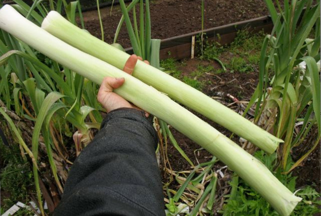 It can literally take only about 10 to 15 seconds to get from the soil to this point due to the tall growing habit and resultant lack of any major dirt cleaning. The larger one there is over 2 feet long. Of course the greens can still be saved for cooking or stock. It does take a long season to get them really big though.